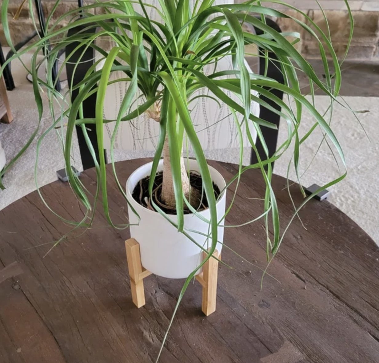 Reviewer&#x27;s photo of the palm plant in white ceramic pot on bamboo wooden stand, resting atop table