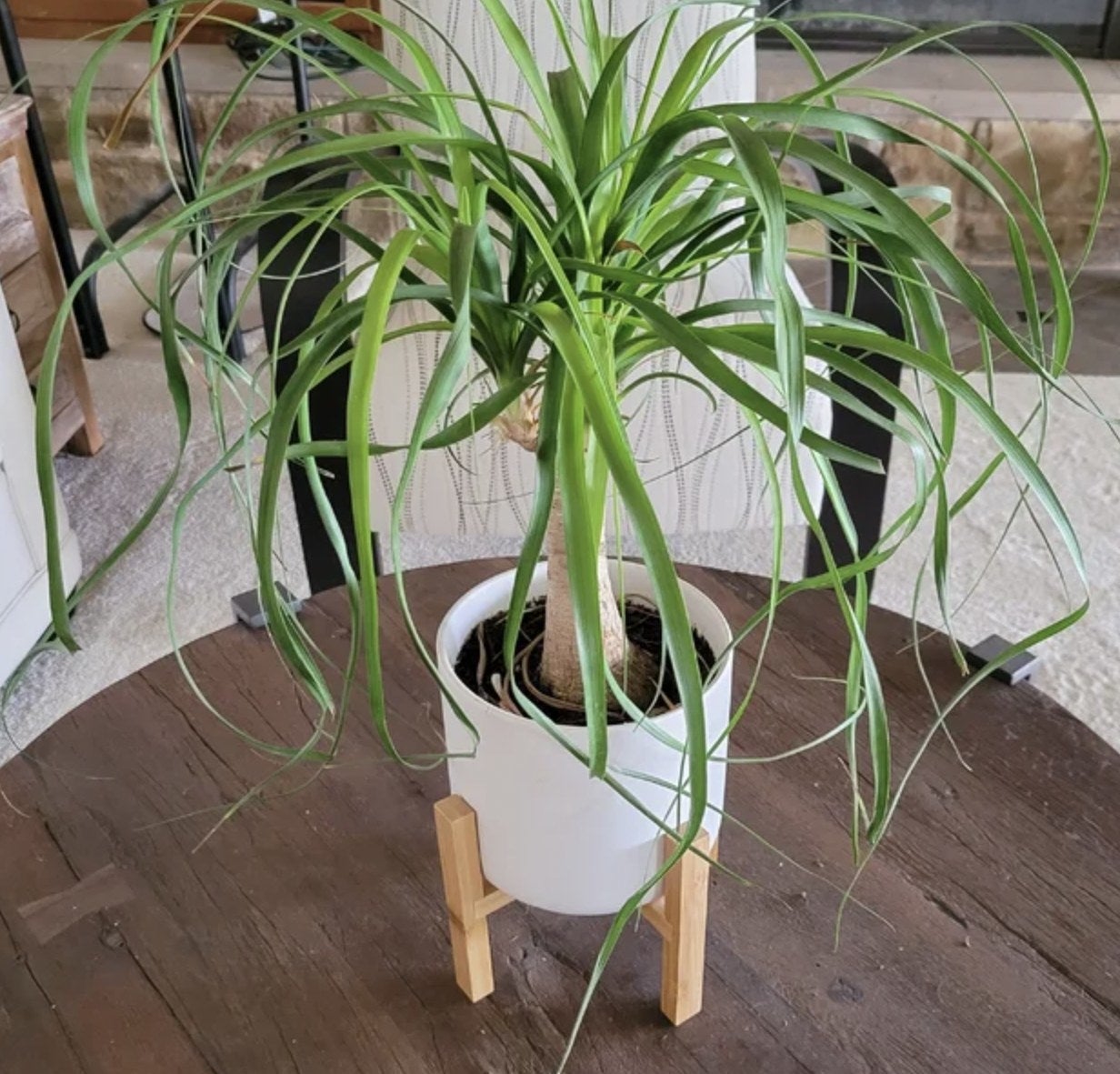 Reviewer&#x27;s photo of the palm plant in white ceramic pot on bamboo wooden stand, resting atop table