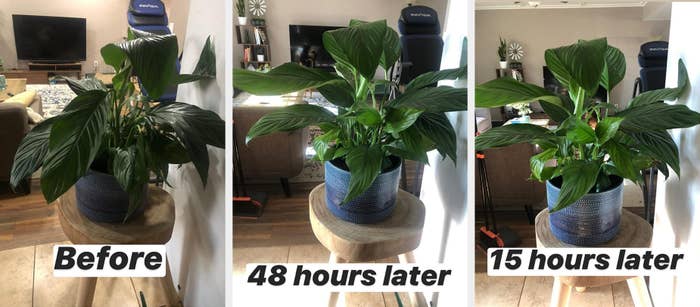Can Houseplants Be Unhealthy for Humans? - WSJ