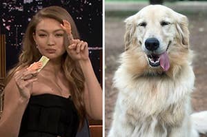 On the left, Gigi Hadid eating a pickle, and on the right, a golden retriever with its tongue hanging out of it's mouth