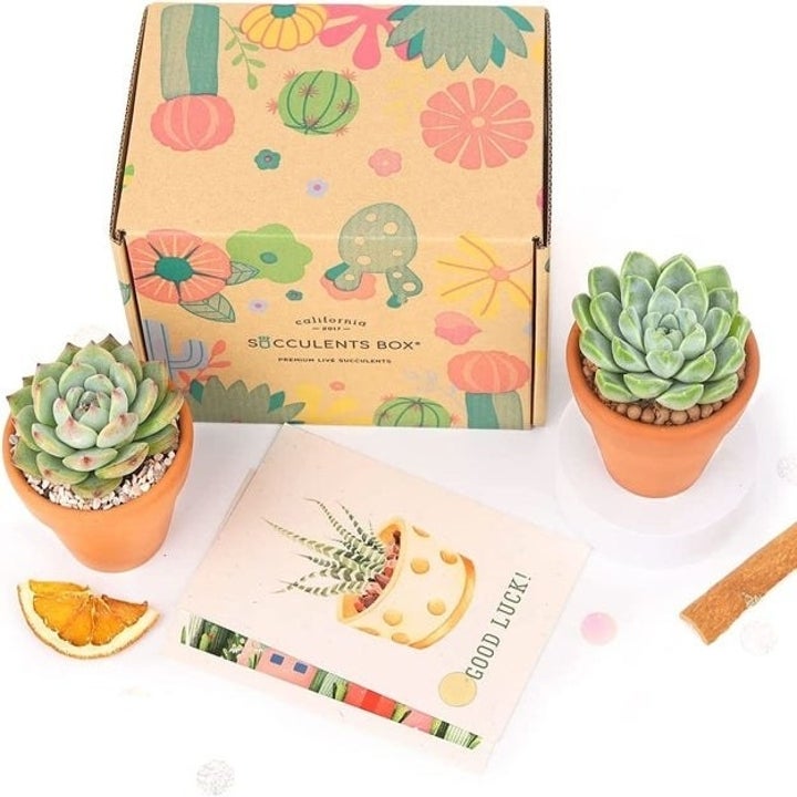 Image of the plants that come in the box