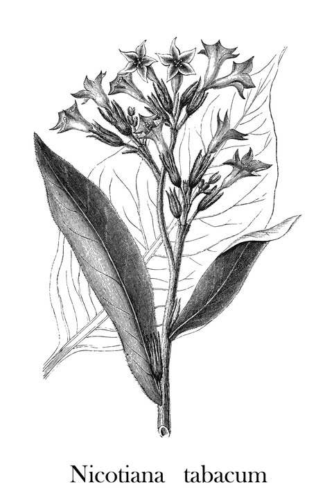 Drawing of a tobacco leaf