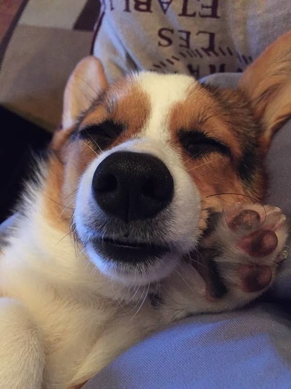 closeup of a dog&#x27;s nose