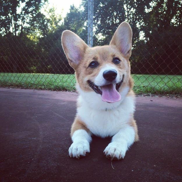 a corgi that looks like it&#x27;s smiling