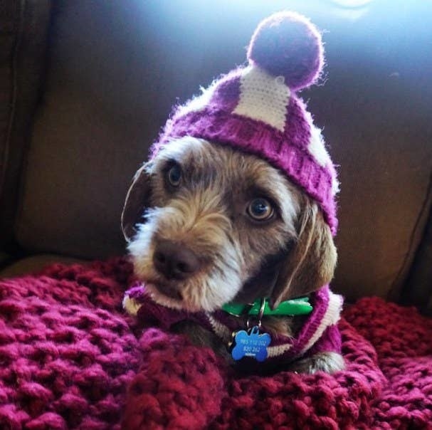 a dog wearing a knit cap