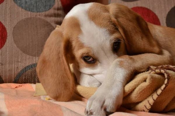 a dog covering its face