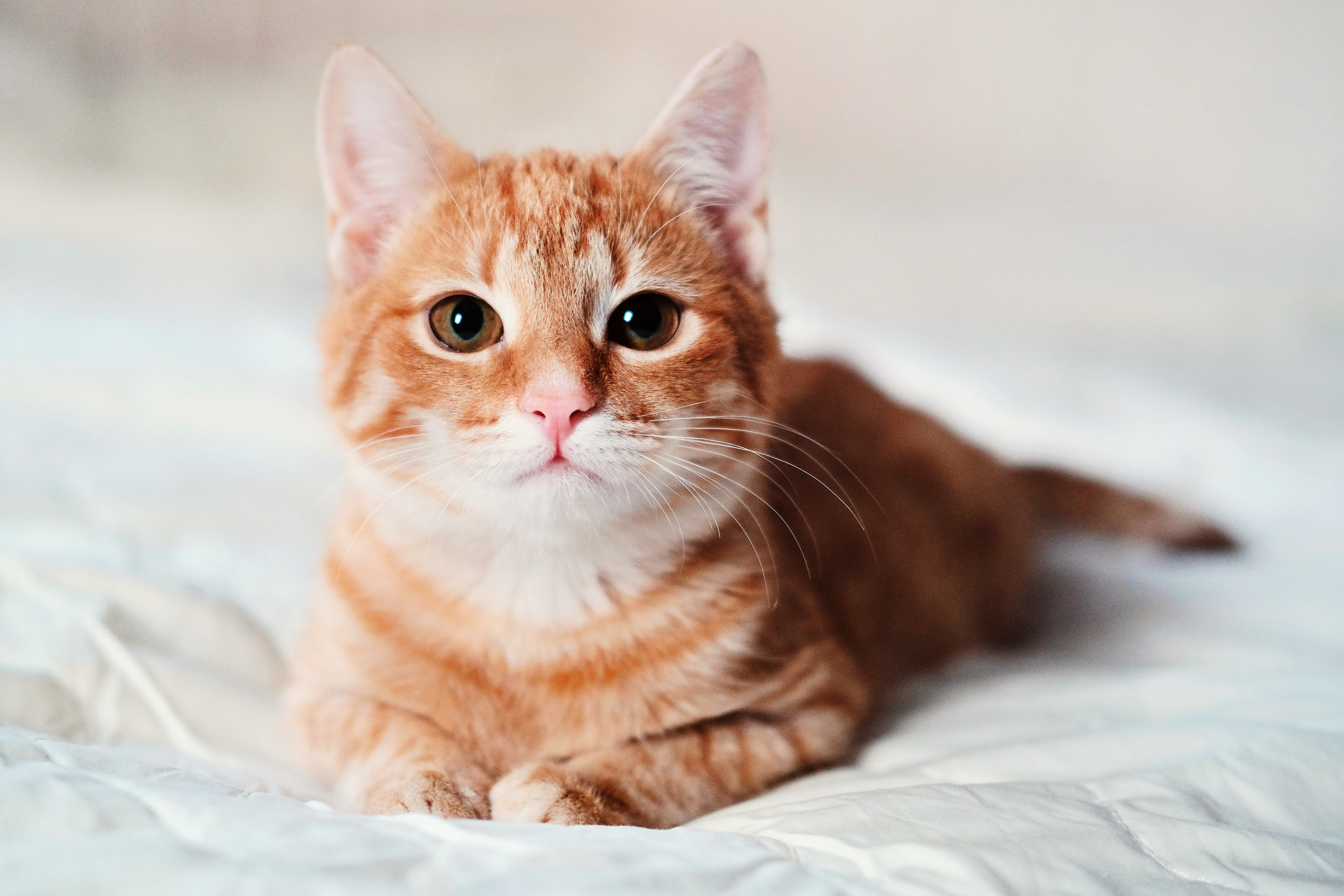 a small cat on a bed