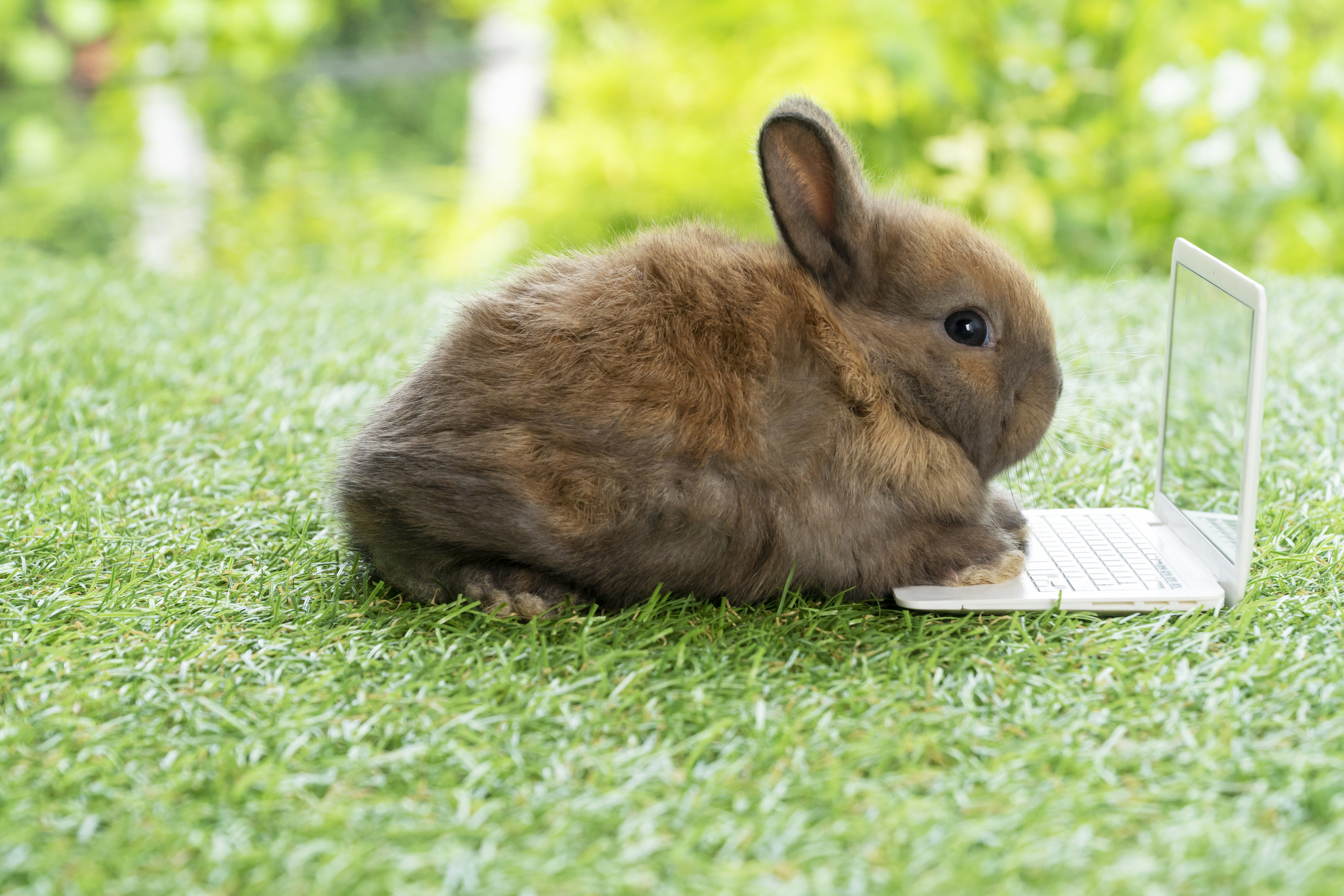 bunny with its feet on a fake little laptop