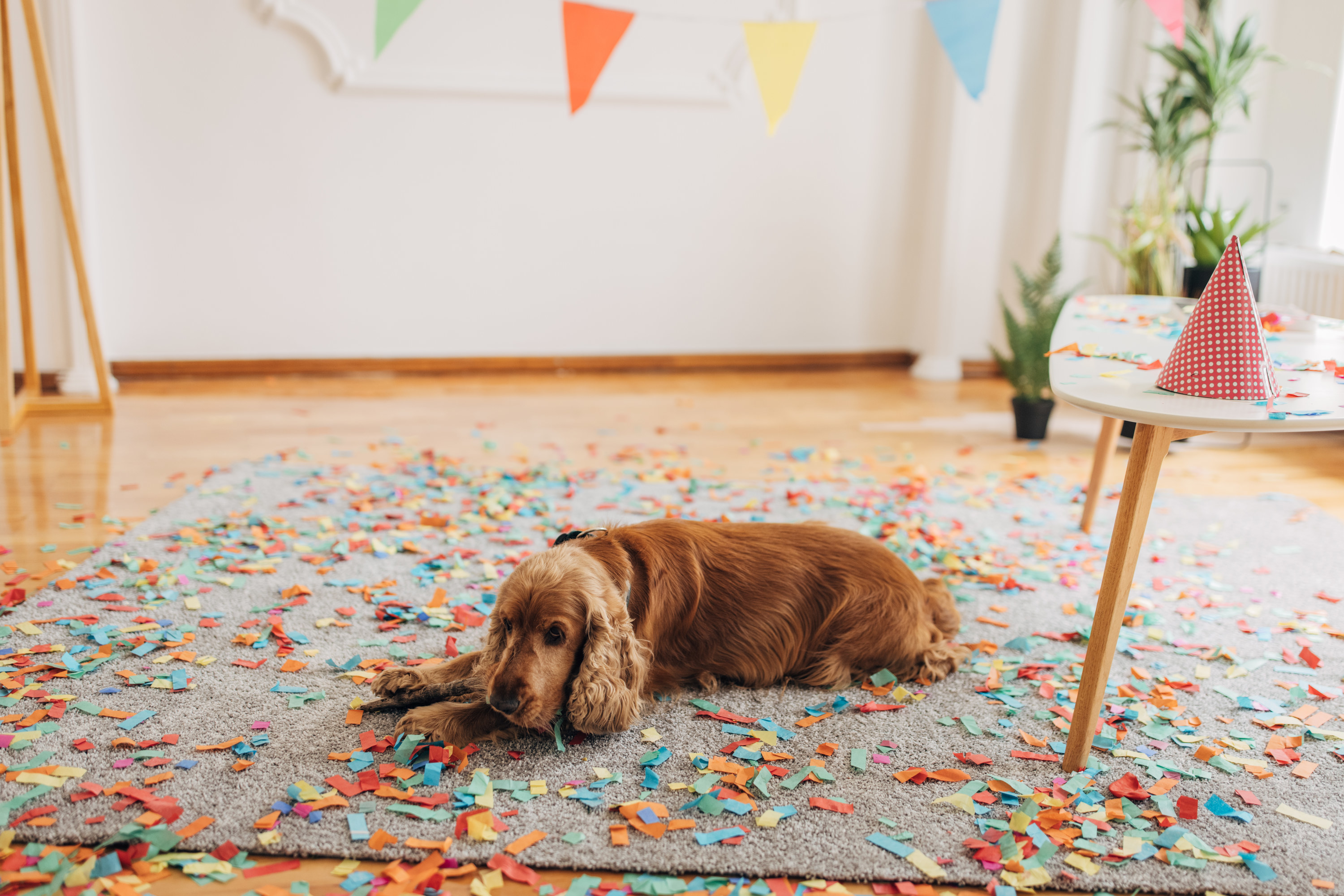 a dog lying on a rug