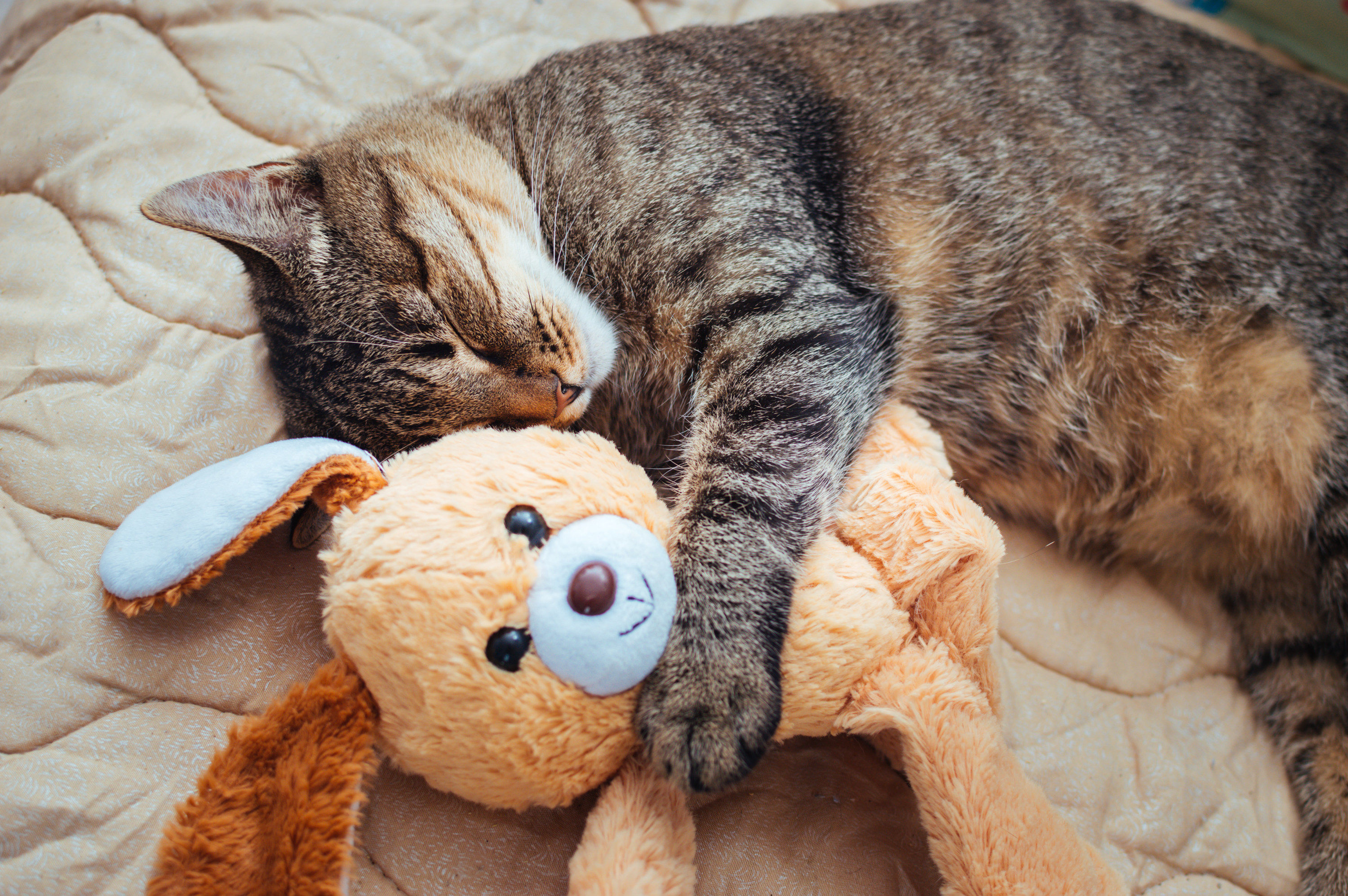a cat cuddling a stuffed animal and sleeping