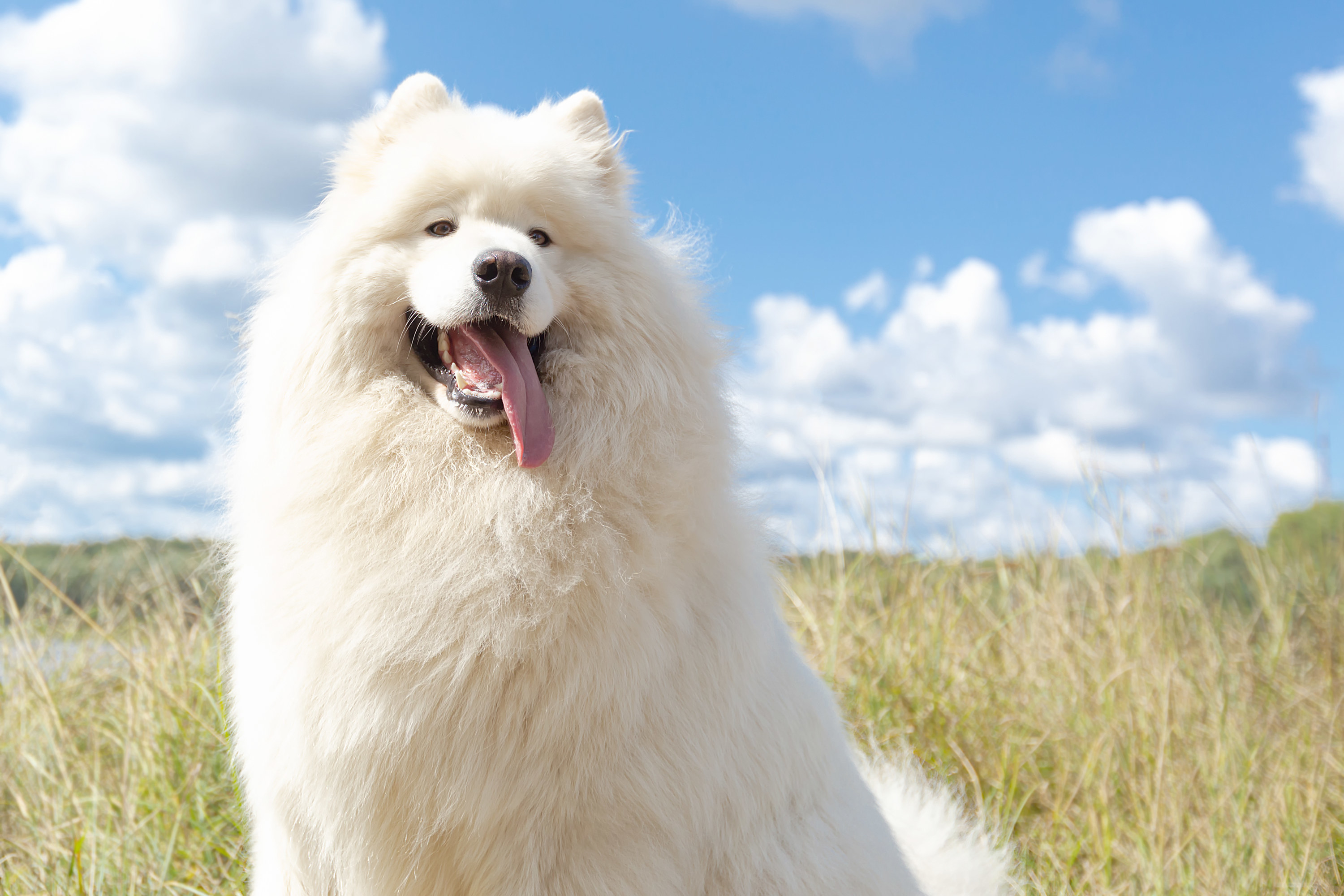 a fluffy dog in a field