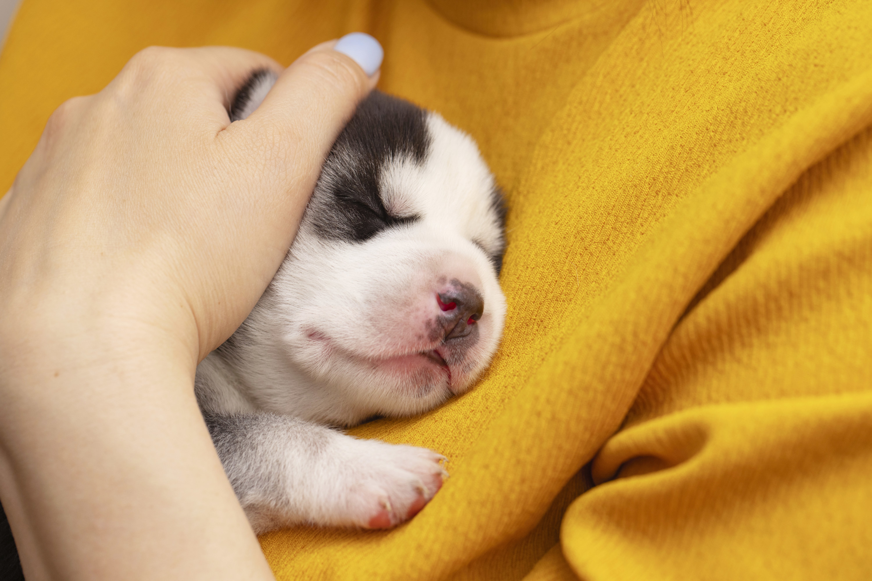 a little puppy sleeping on someone