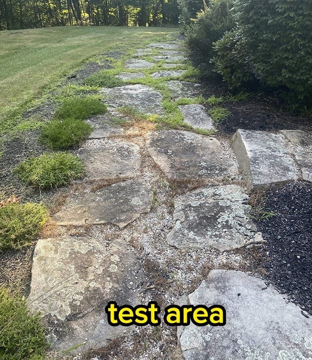 a stone pathway where the weed killer has been tested, with a bunch of dead weeds visible where it&#x27;s been sprayed compared to an area further down that still has a ton of weeds