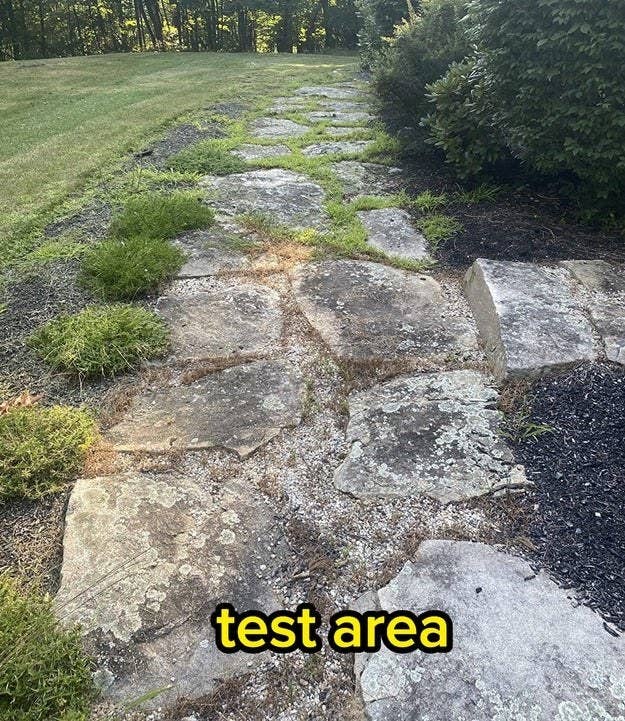 a stone pathway where the weed killer has been tested, with a bunch of dead weeds visible where it's been sprayed compared to an area further down that still has a ton of weeds