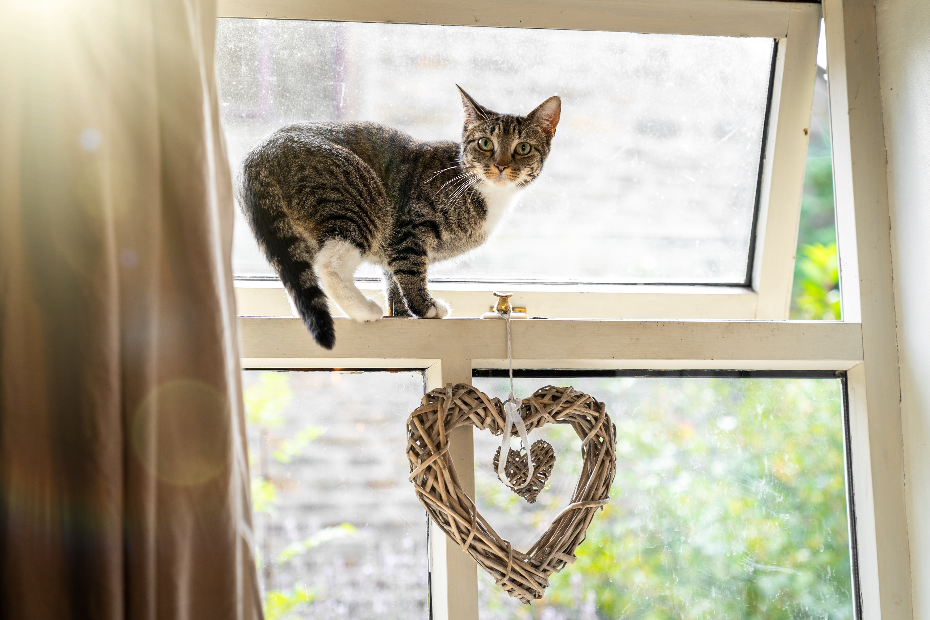 cat by a window