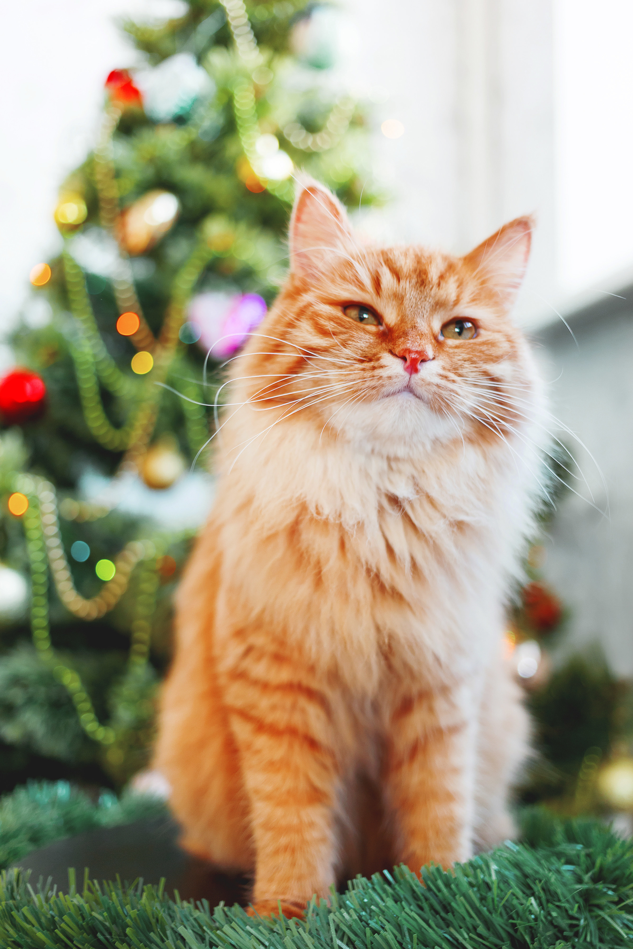 a cat by a Christmas tree