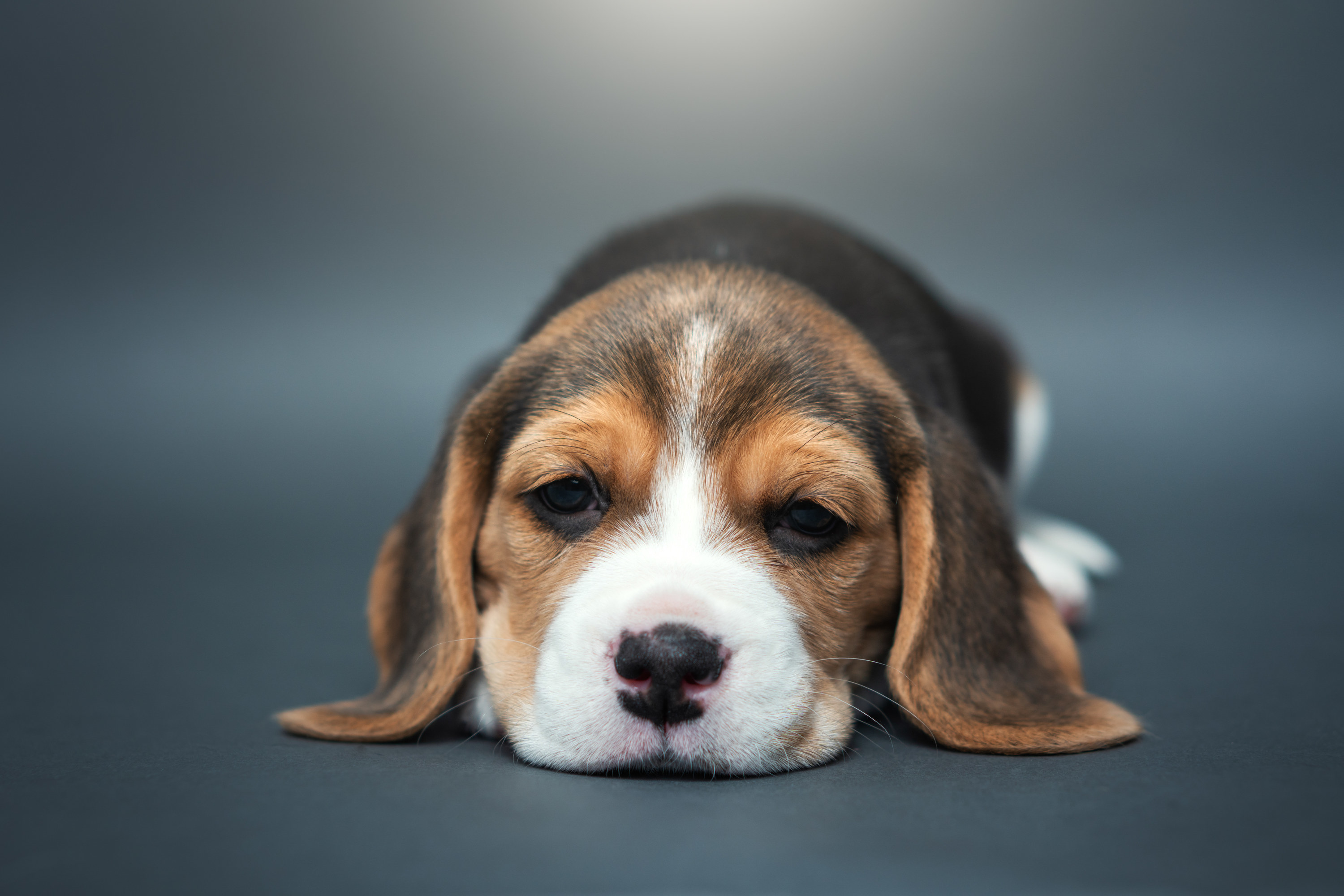 a puppy laying its face on the ground