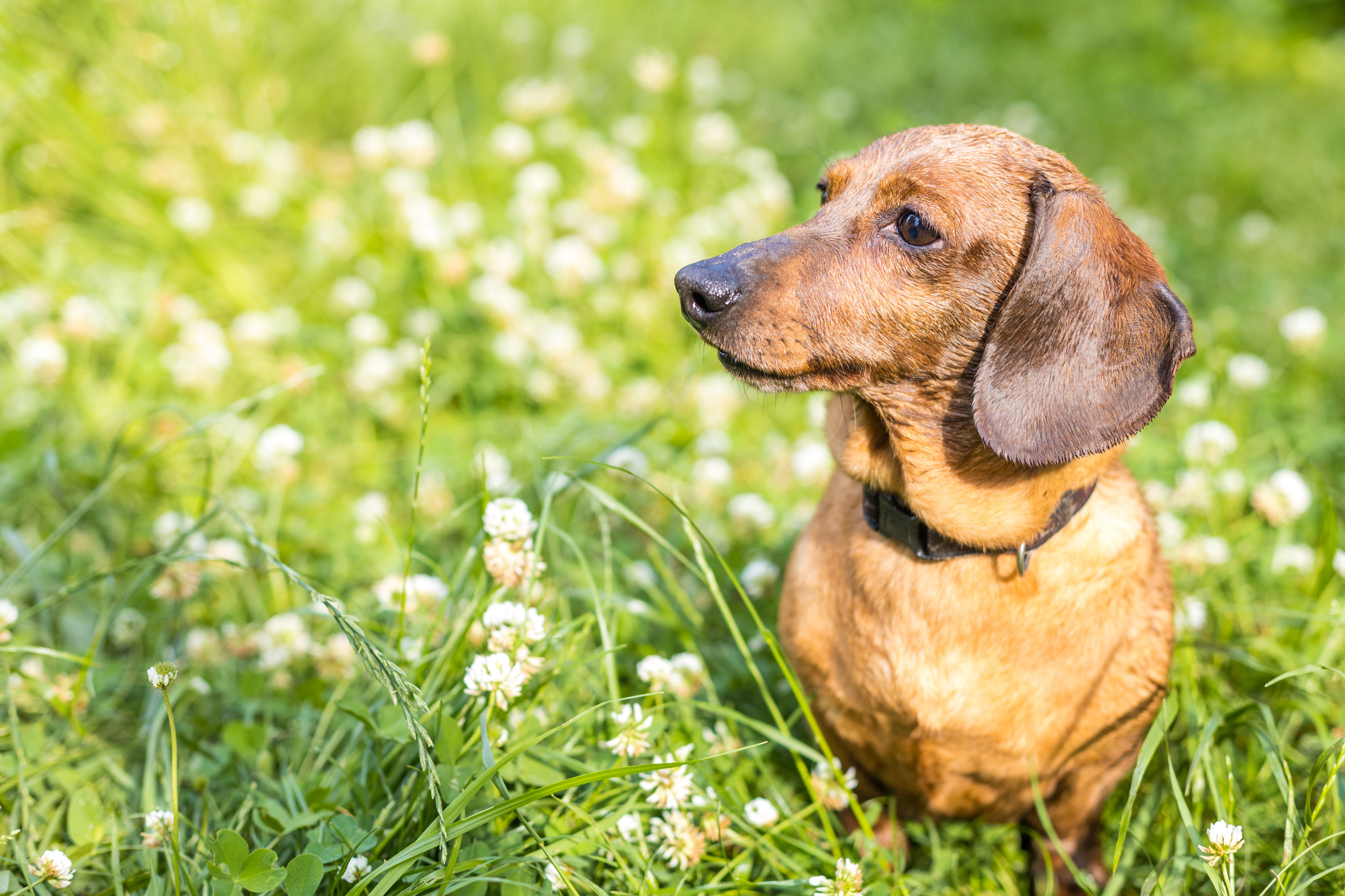 a wiener dog looking off into the distance