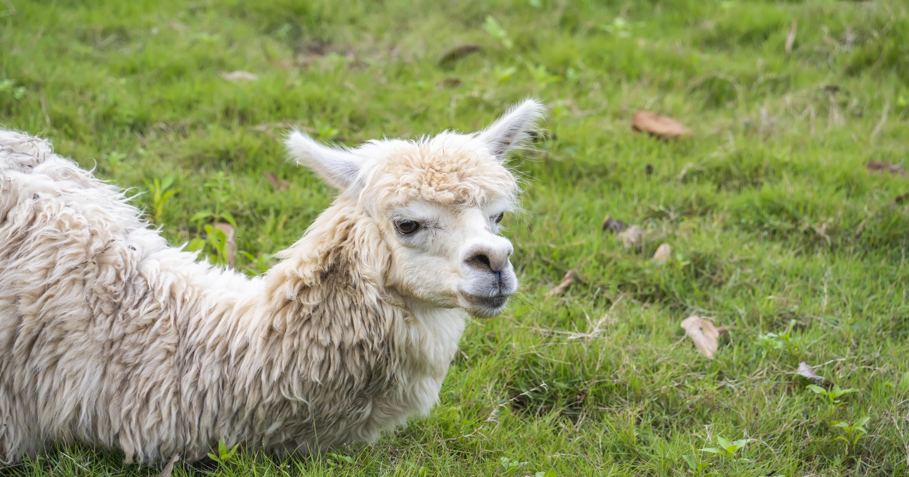 a llama sitting in grass