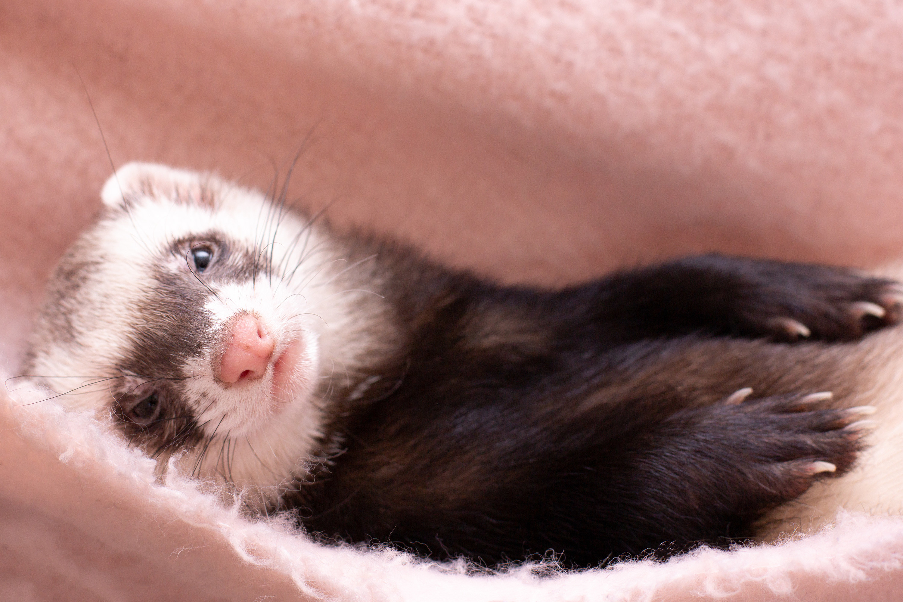 a ferret lying in a blanket