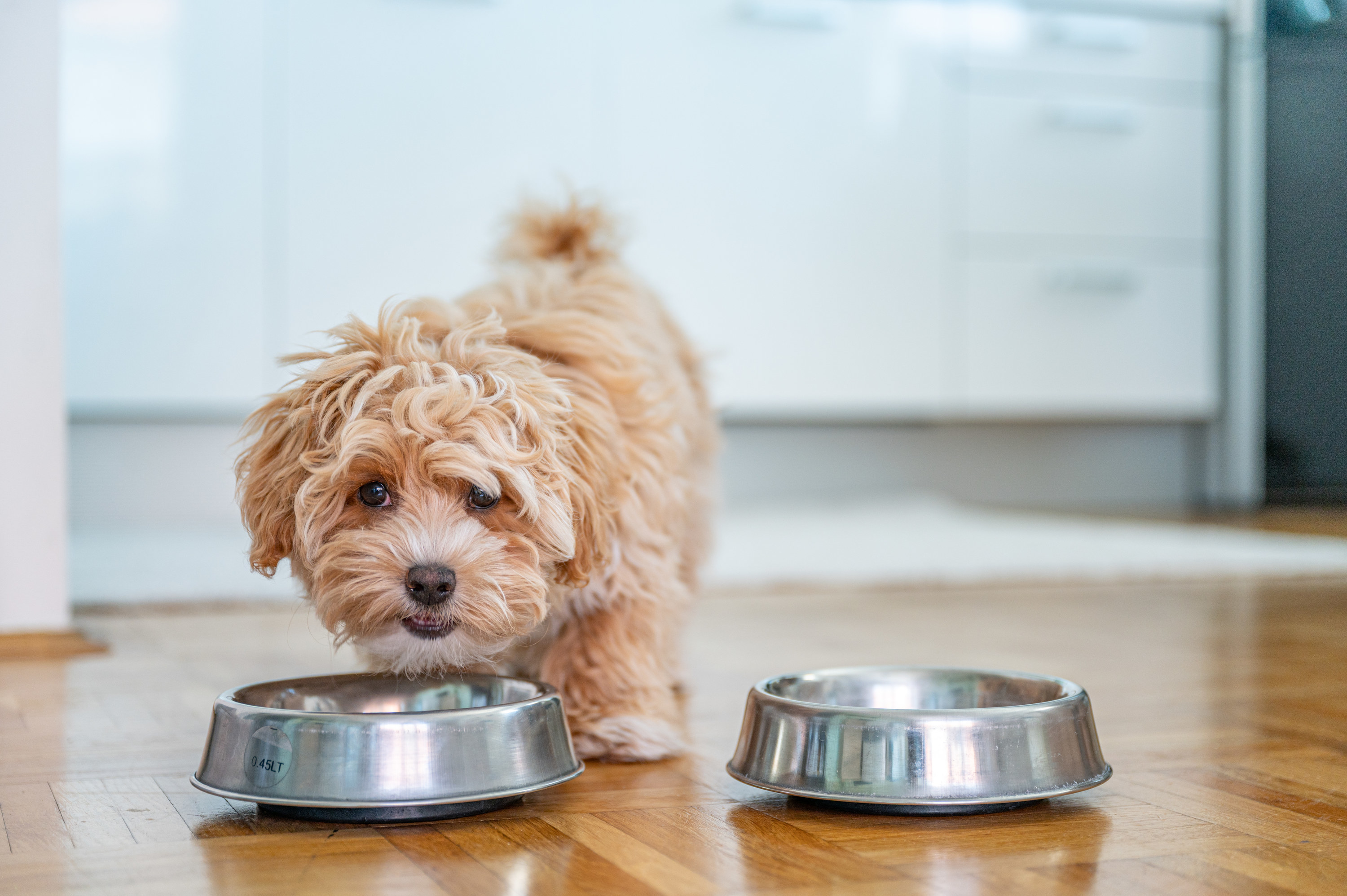 a small dog eating