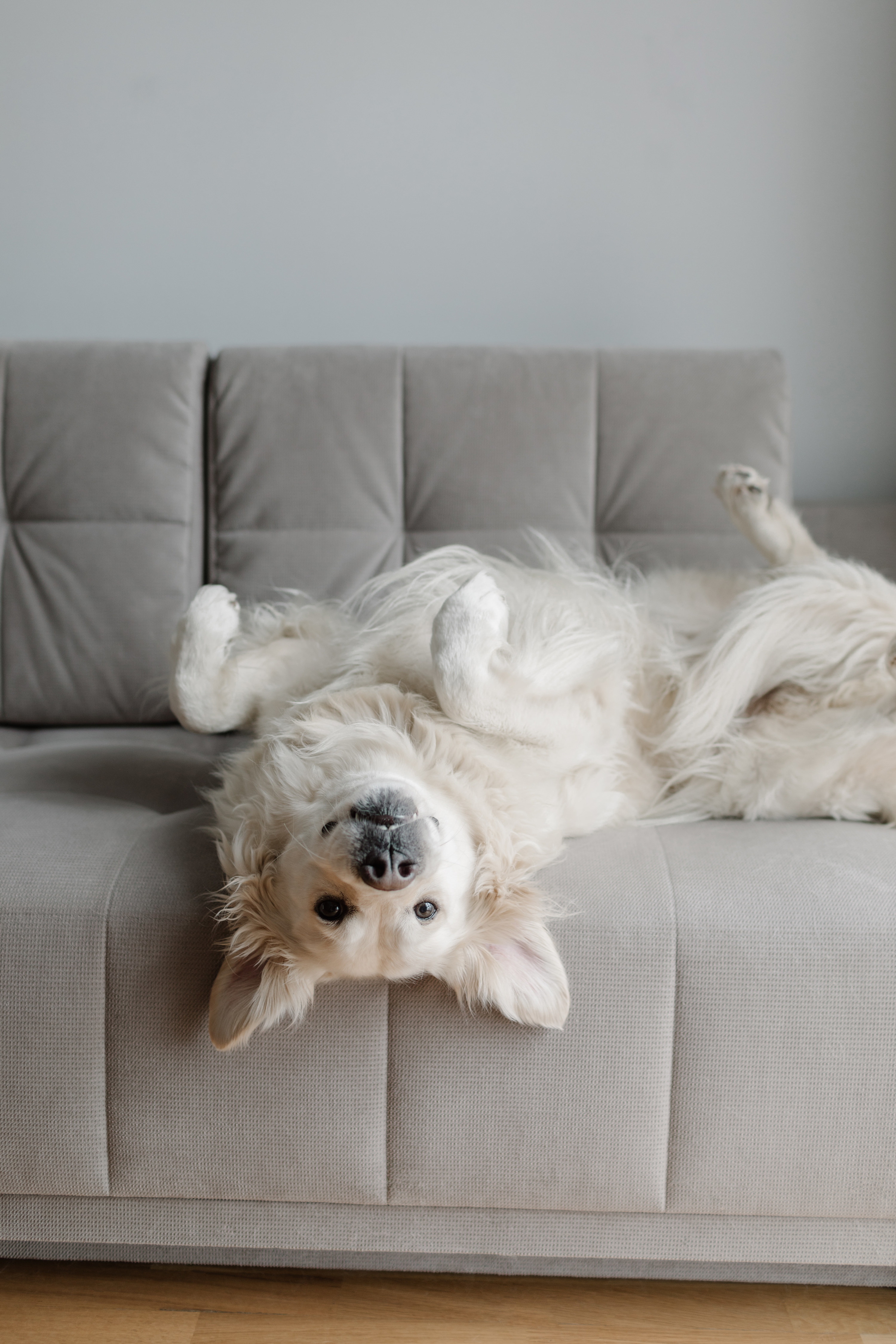 a puppy lying upside down