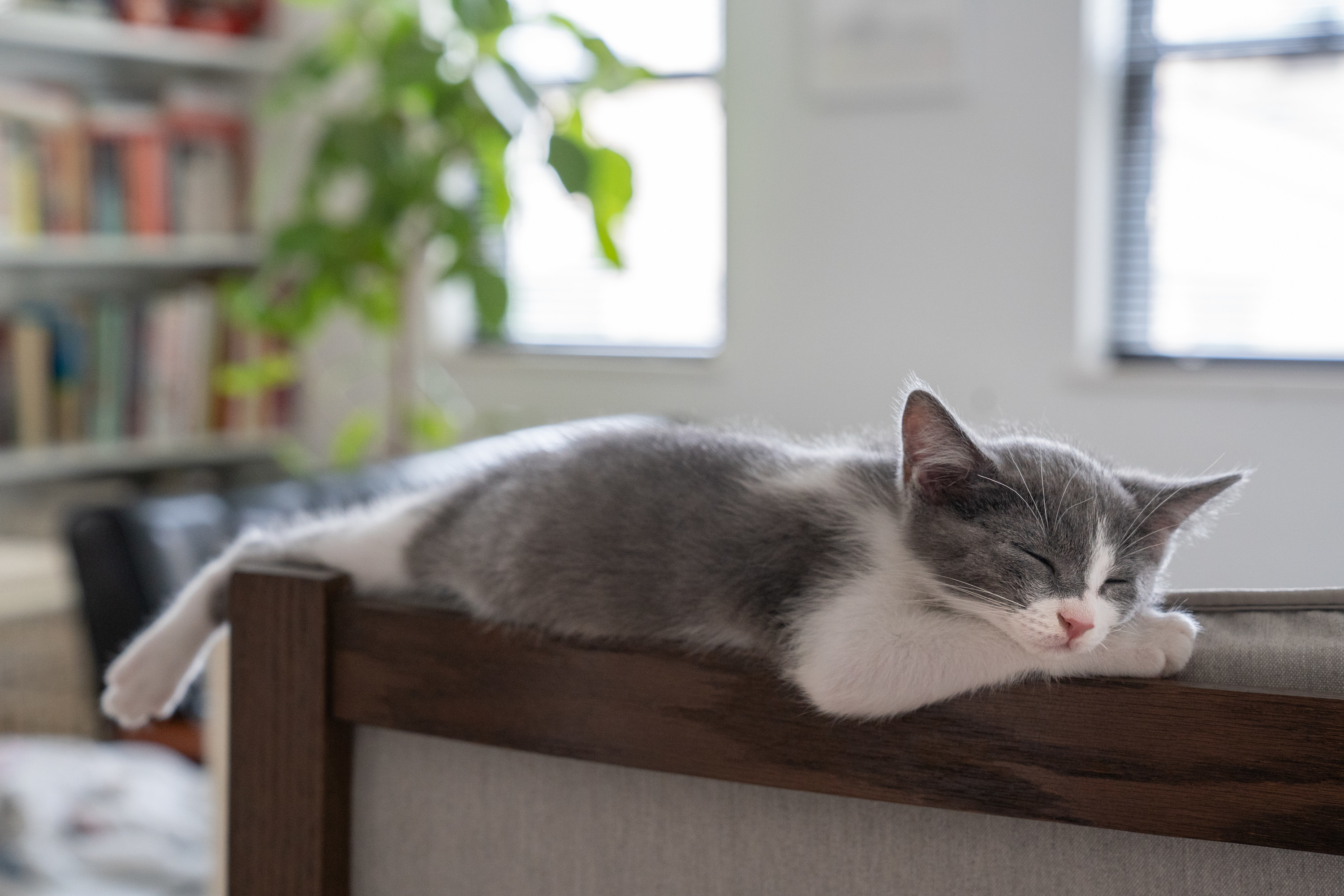 cat napping on furniture
