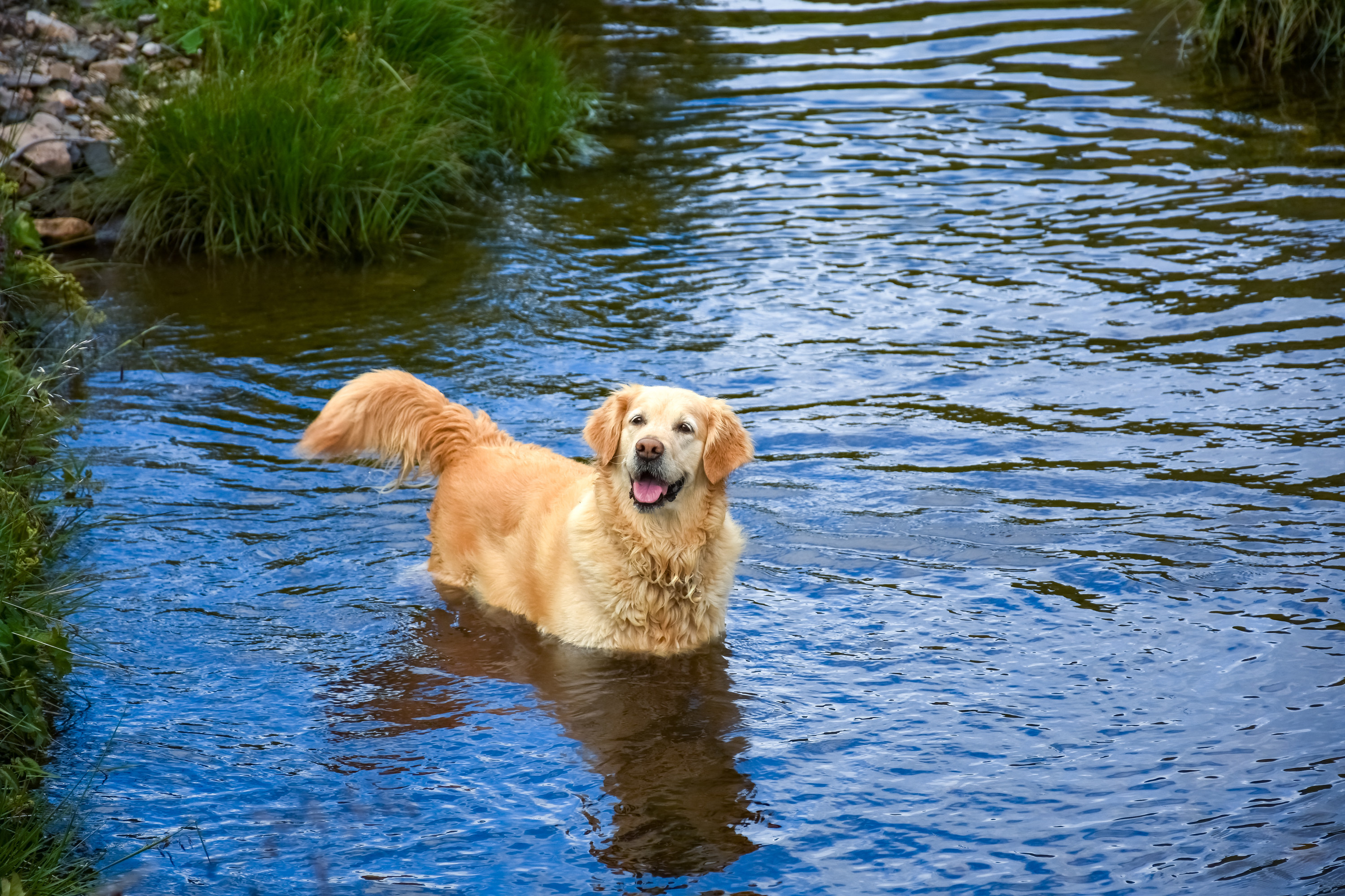 a dog looking happy in a pond