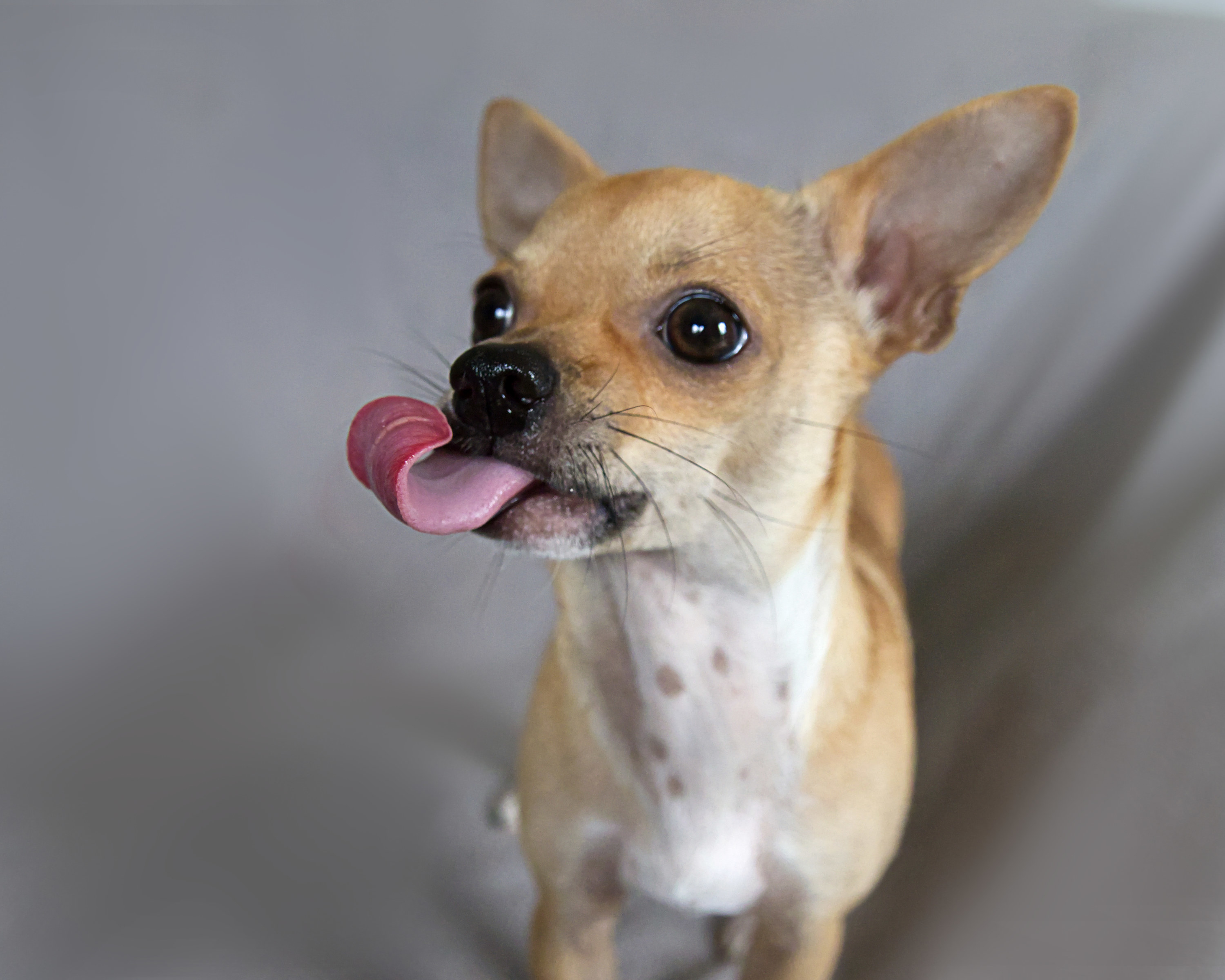 a small dog sticking its tongue out