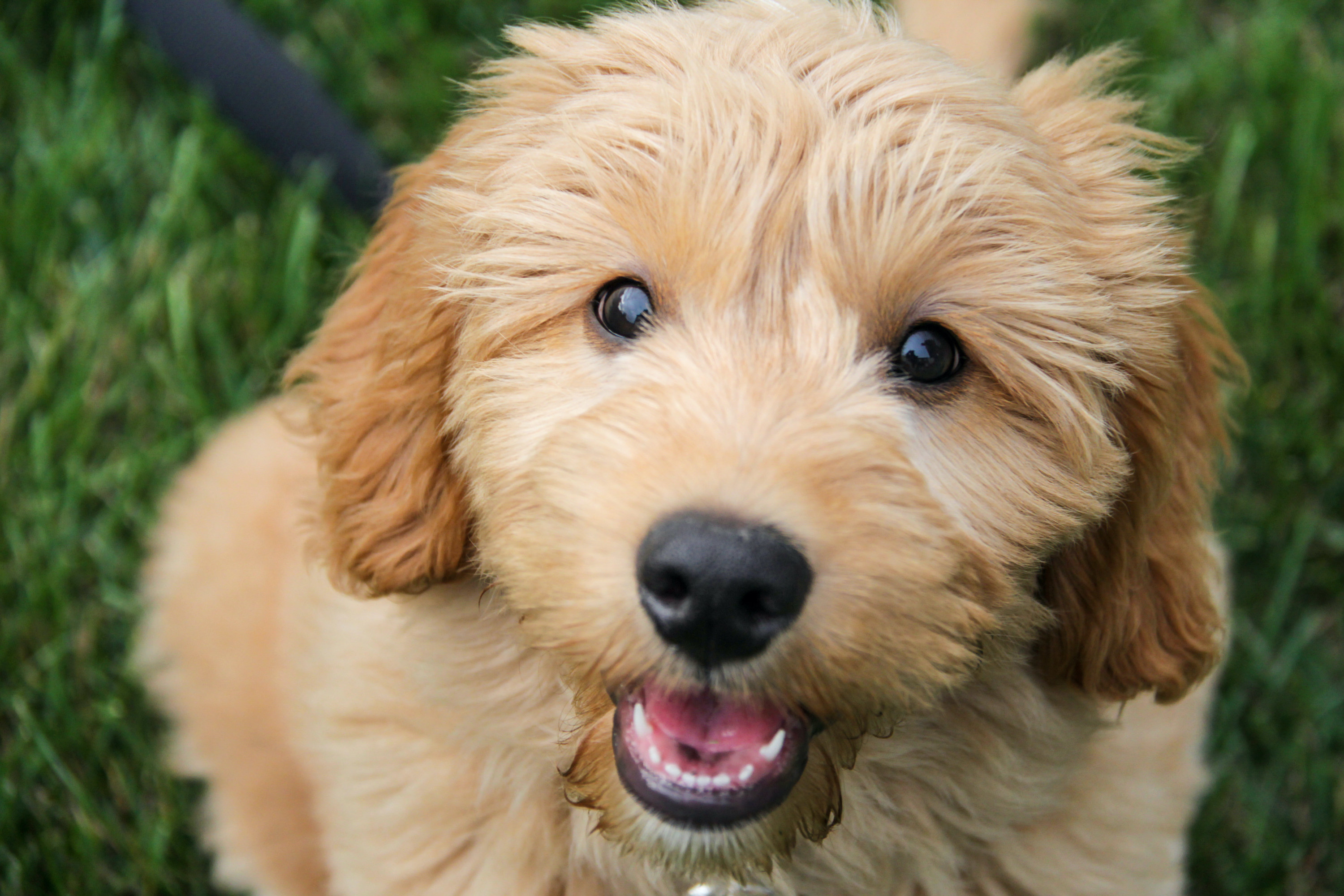 a puppy looking up