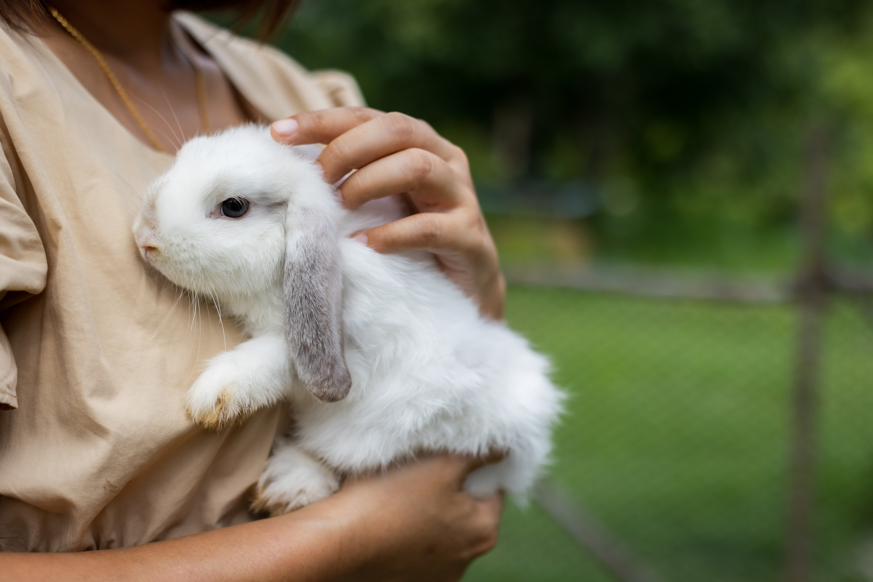 a person cuddling a small bunny