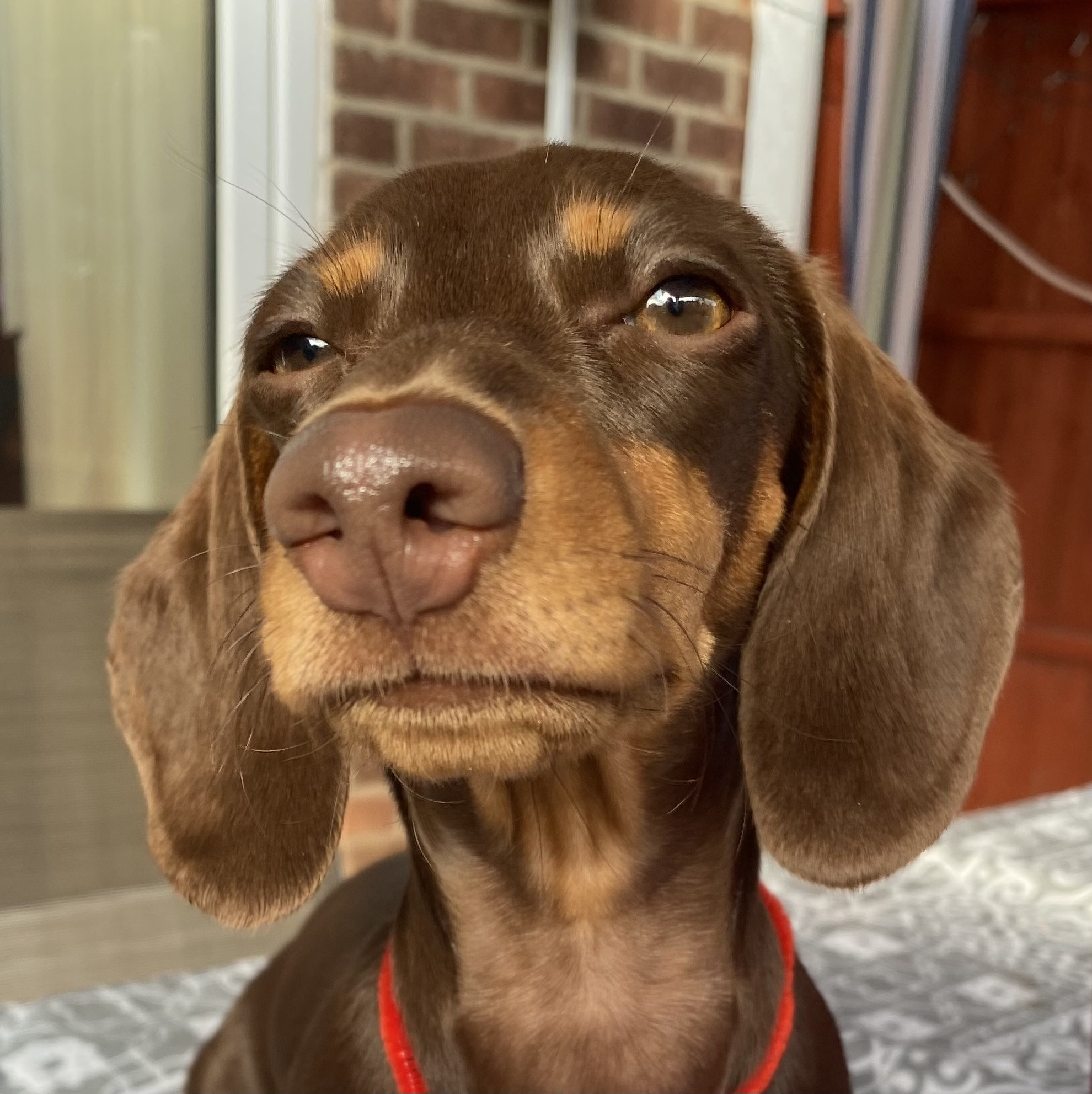 closeup of dog&#x27;s face