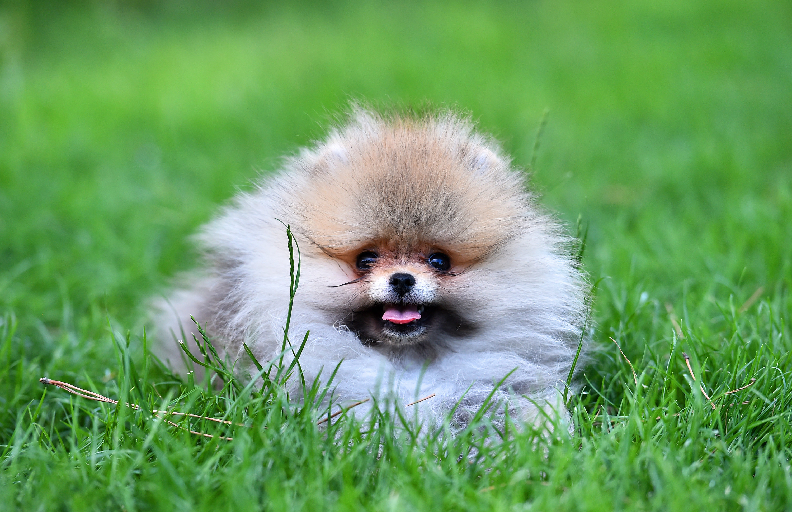 a smiling Pomeranian in a field