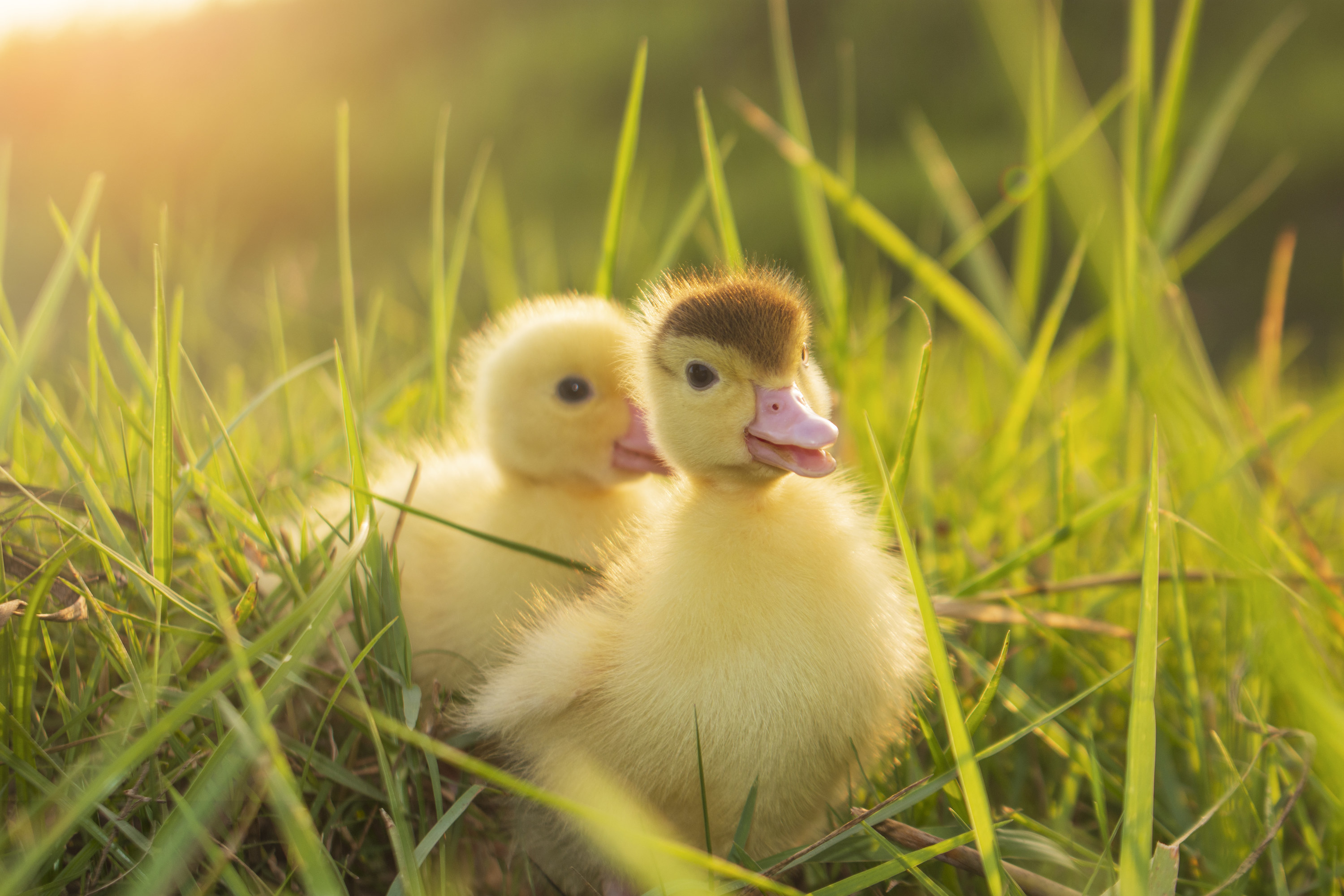 ducklings in a field