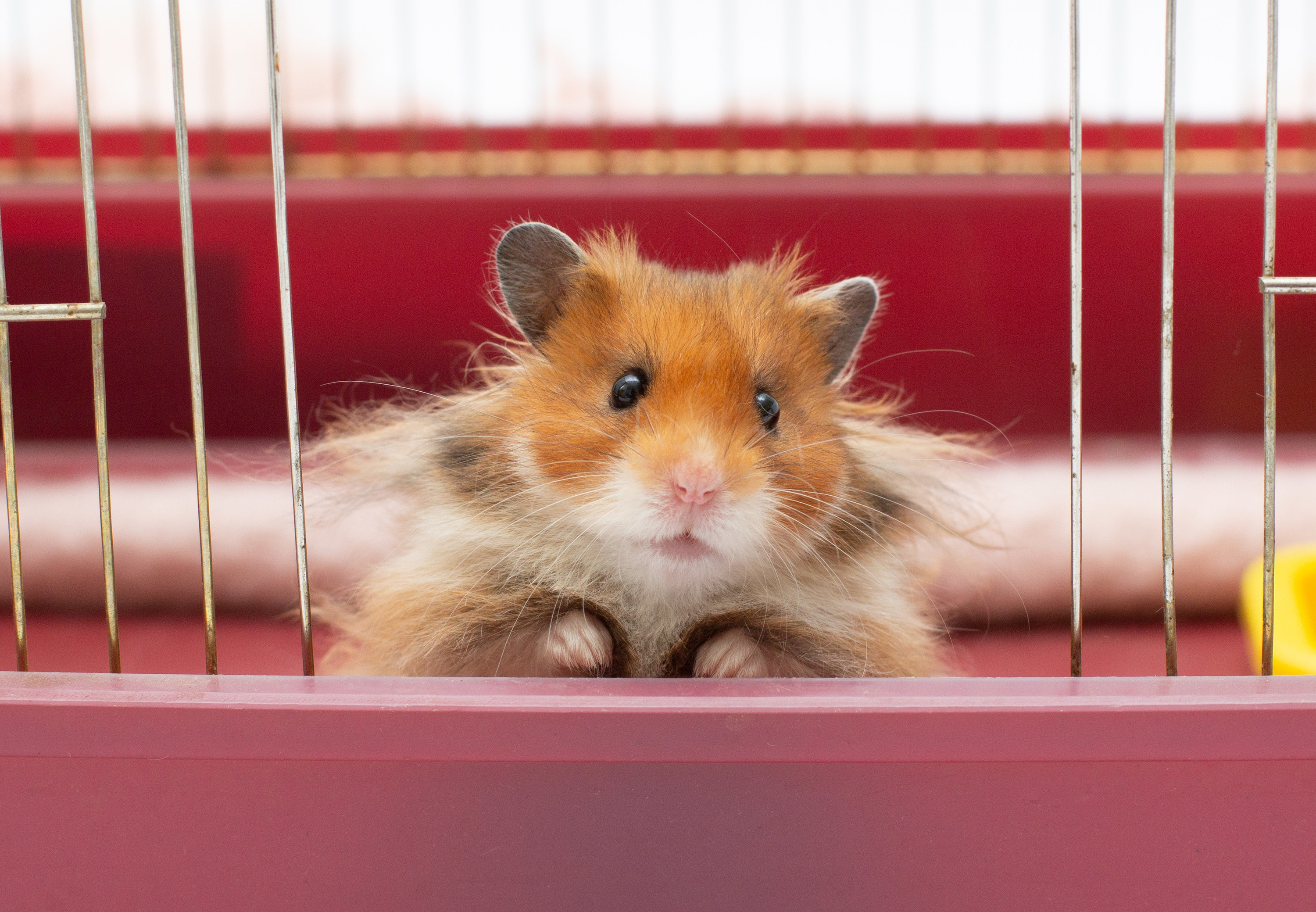 a hamster looking expectantly out of its cage
