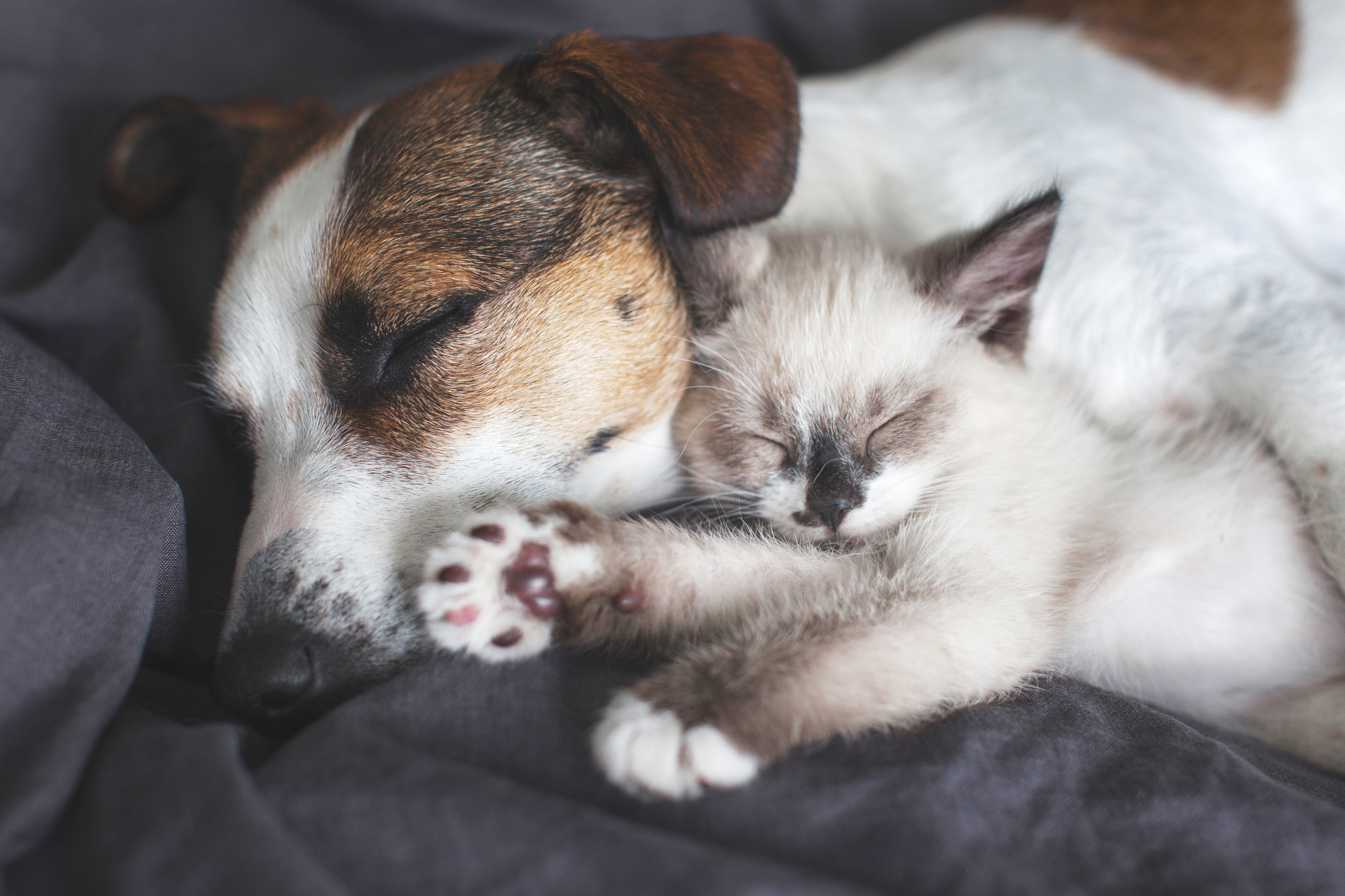 bunny and cat cuddling