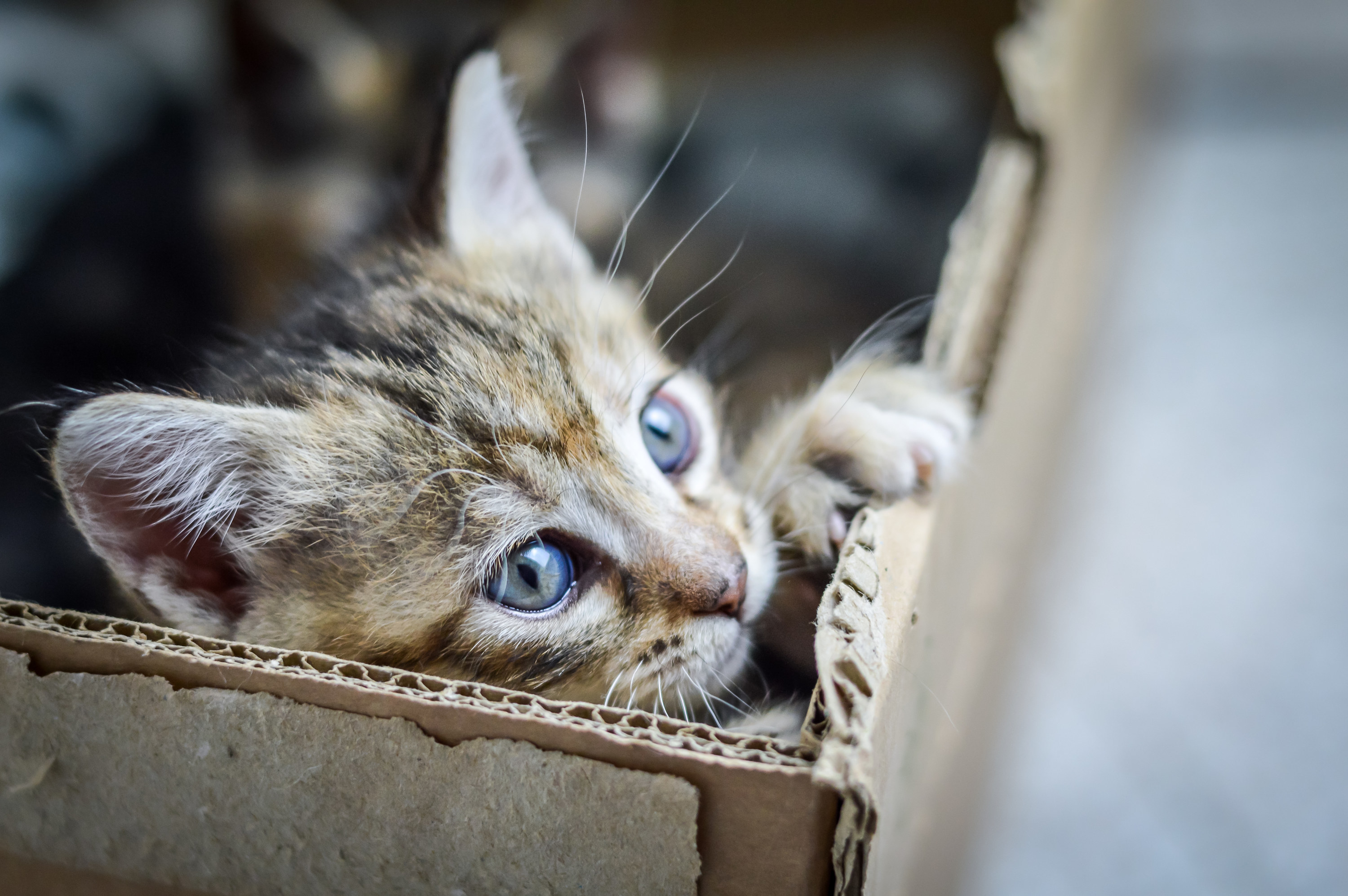a kitten looking up from a box
