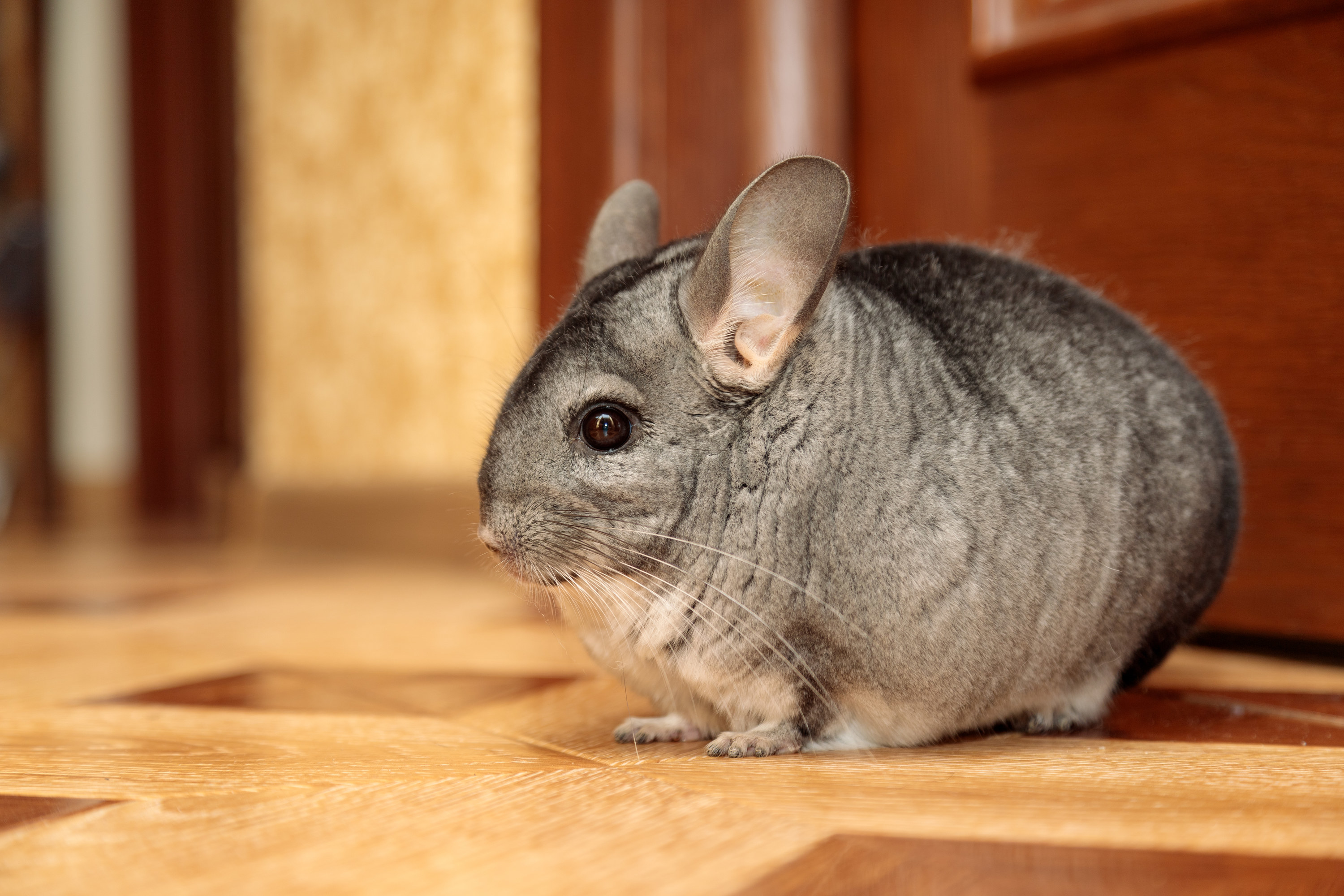 a chinchilla