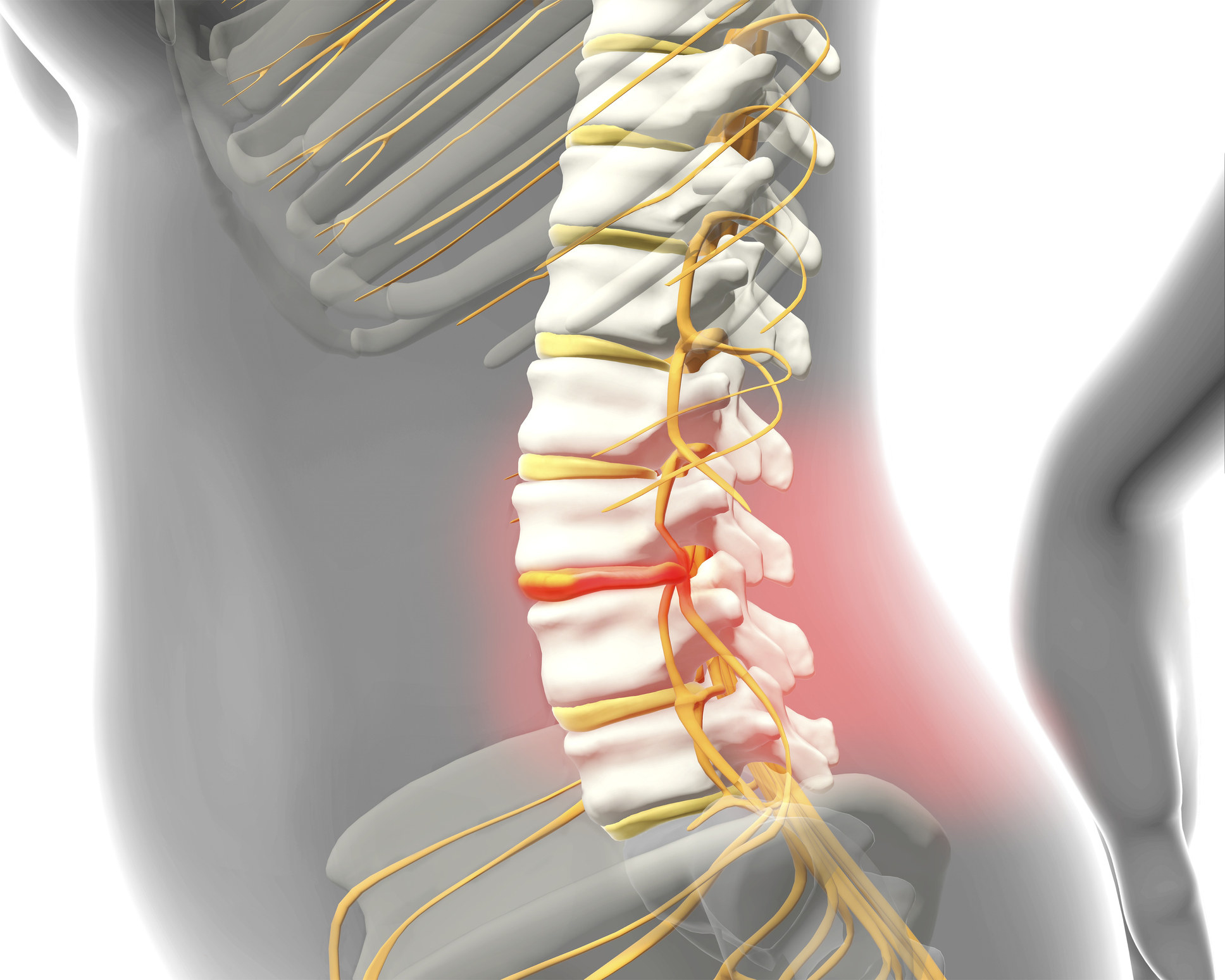 Outline of a spine