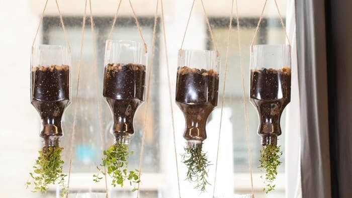 bottles hanging with plants growing in them