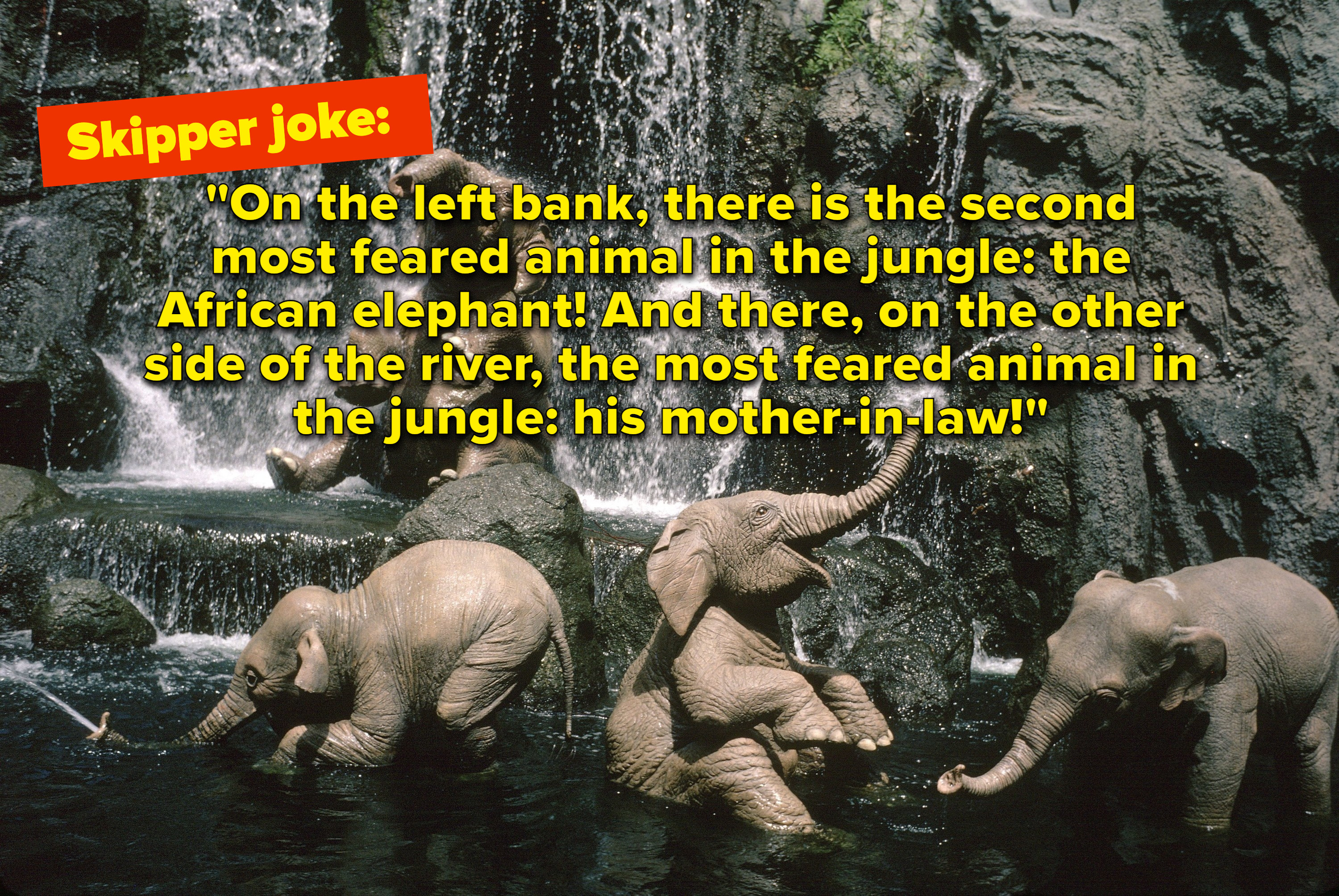 从丛林巡航骑大象