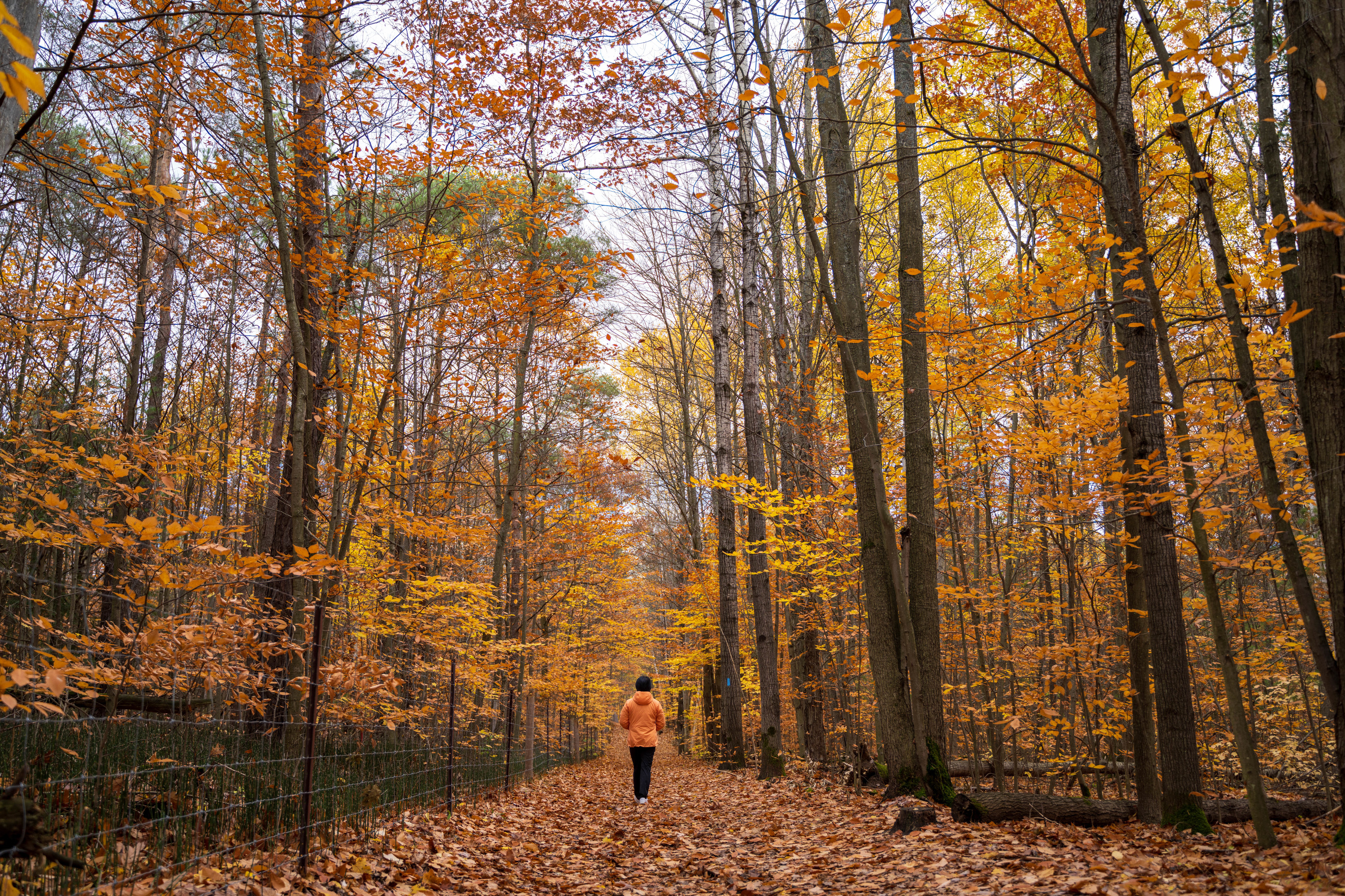 a person walking in a forest during autumn