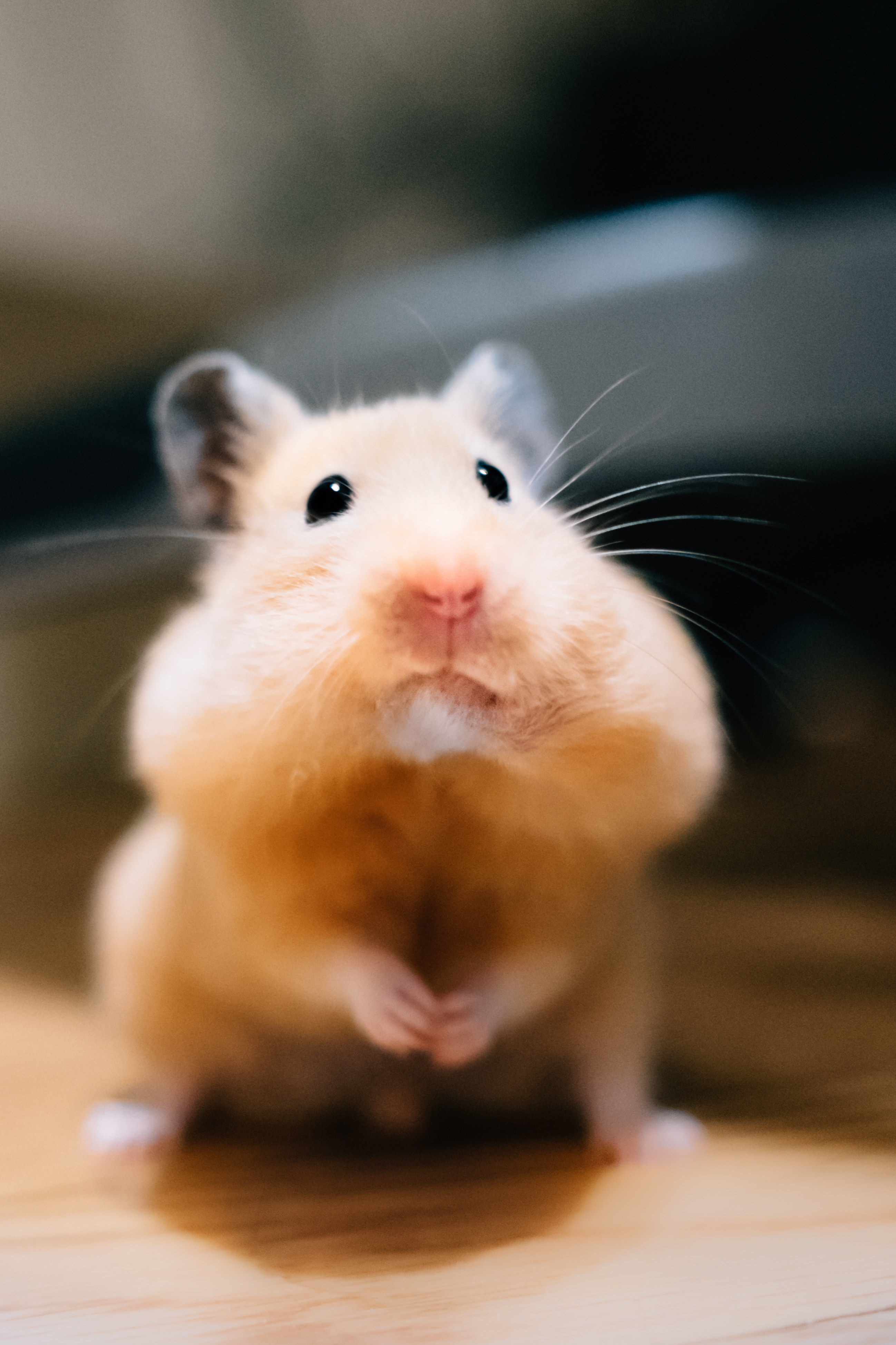 a hamster with food in its mouth