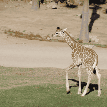 a baby giraffe