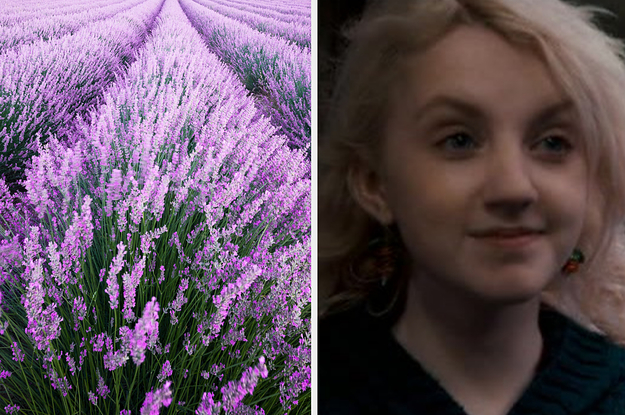 A field of lavender flowers and a close up of Luna Lovegood as she smiles