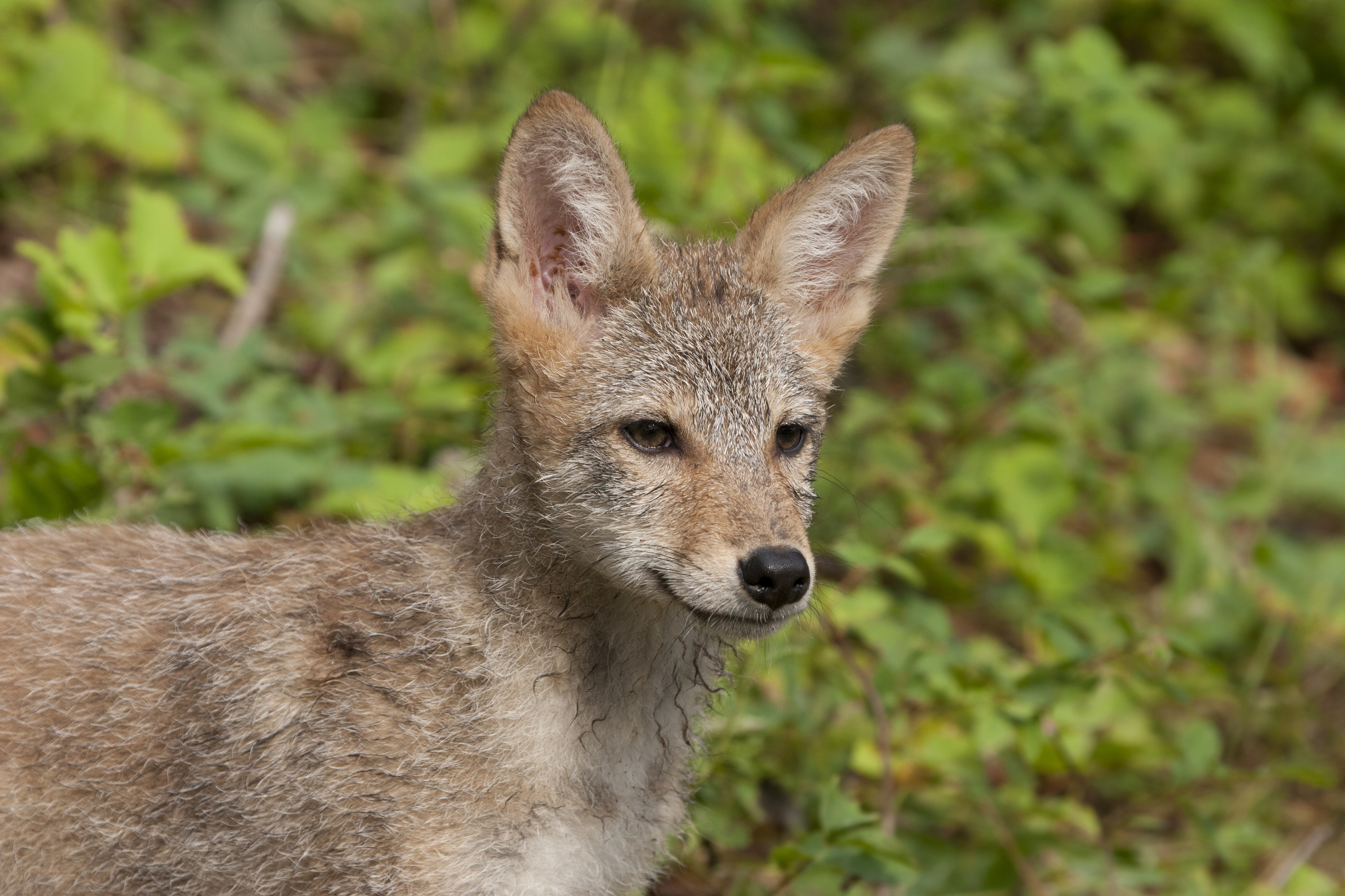 a young coyote