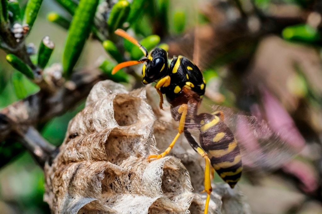 A paper wasp builds a honeycomb shaped paper nest, made from wood fibers gathered and chewed by the insect into a paste-like pulp which it uses with it&#x27;s saliva to build up the cells into a structure that can have as many as 200 cells