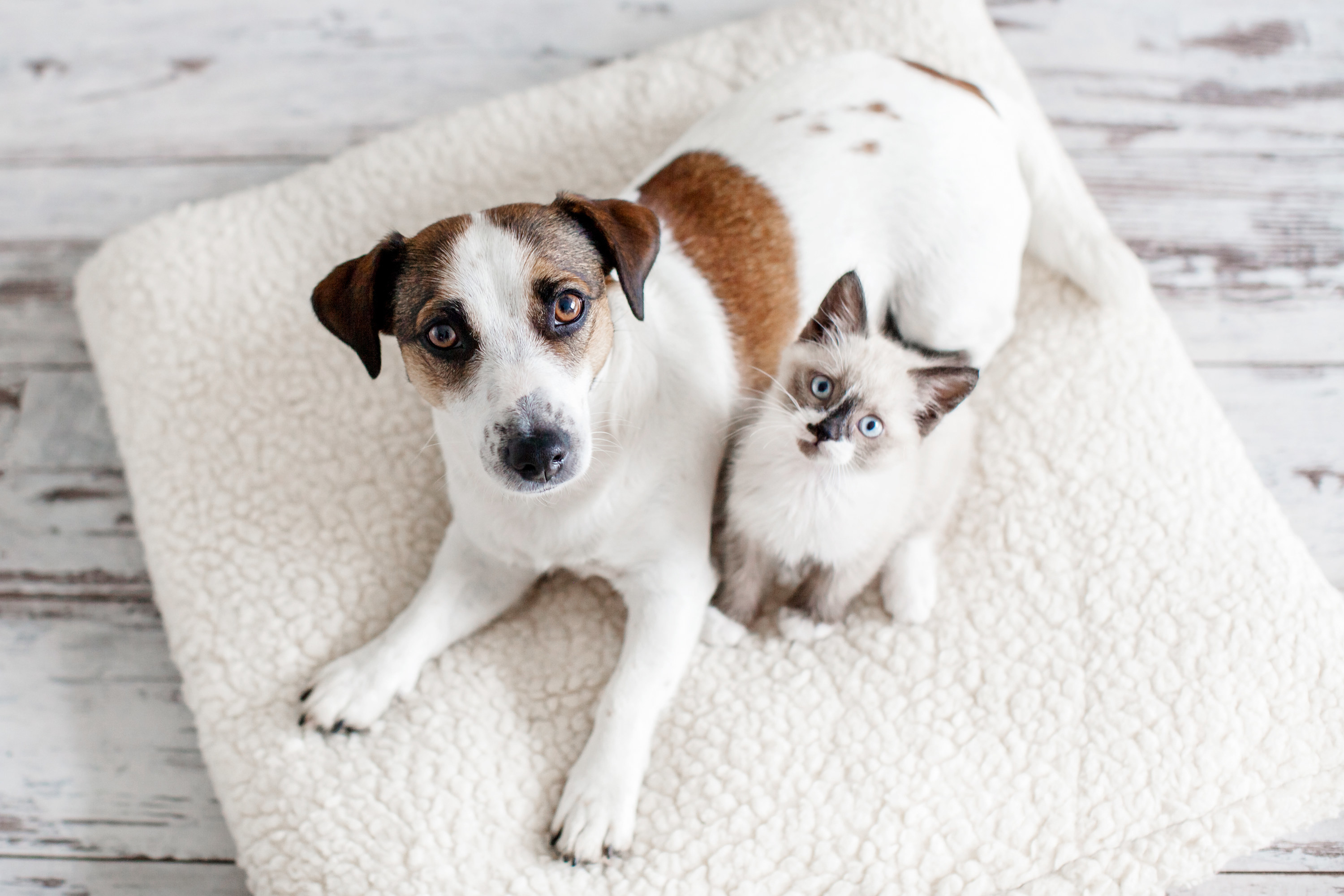 A dog and a cat sitting on a rug and looking up at the camera