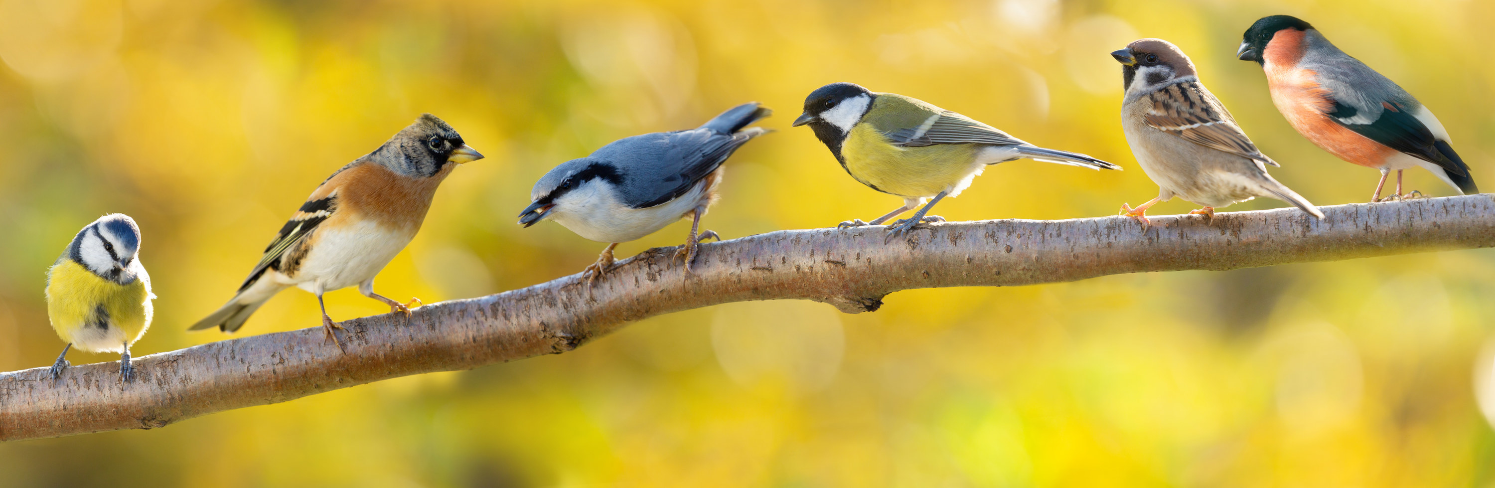 Small, colorful birds on a branch
