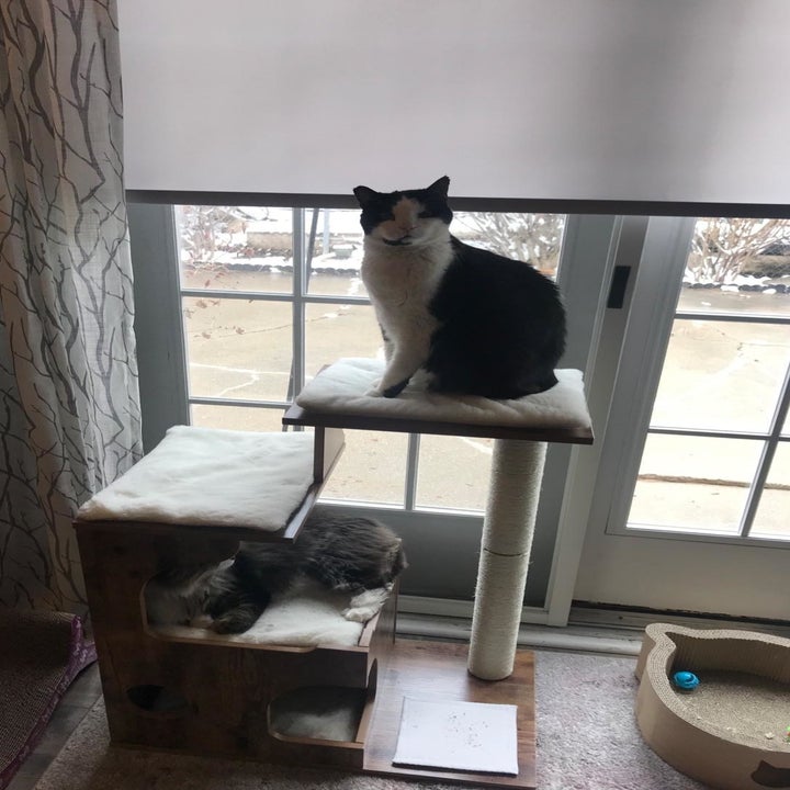 a reviewer photo of two cats on the cat tree
